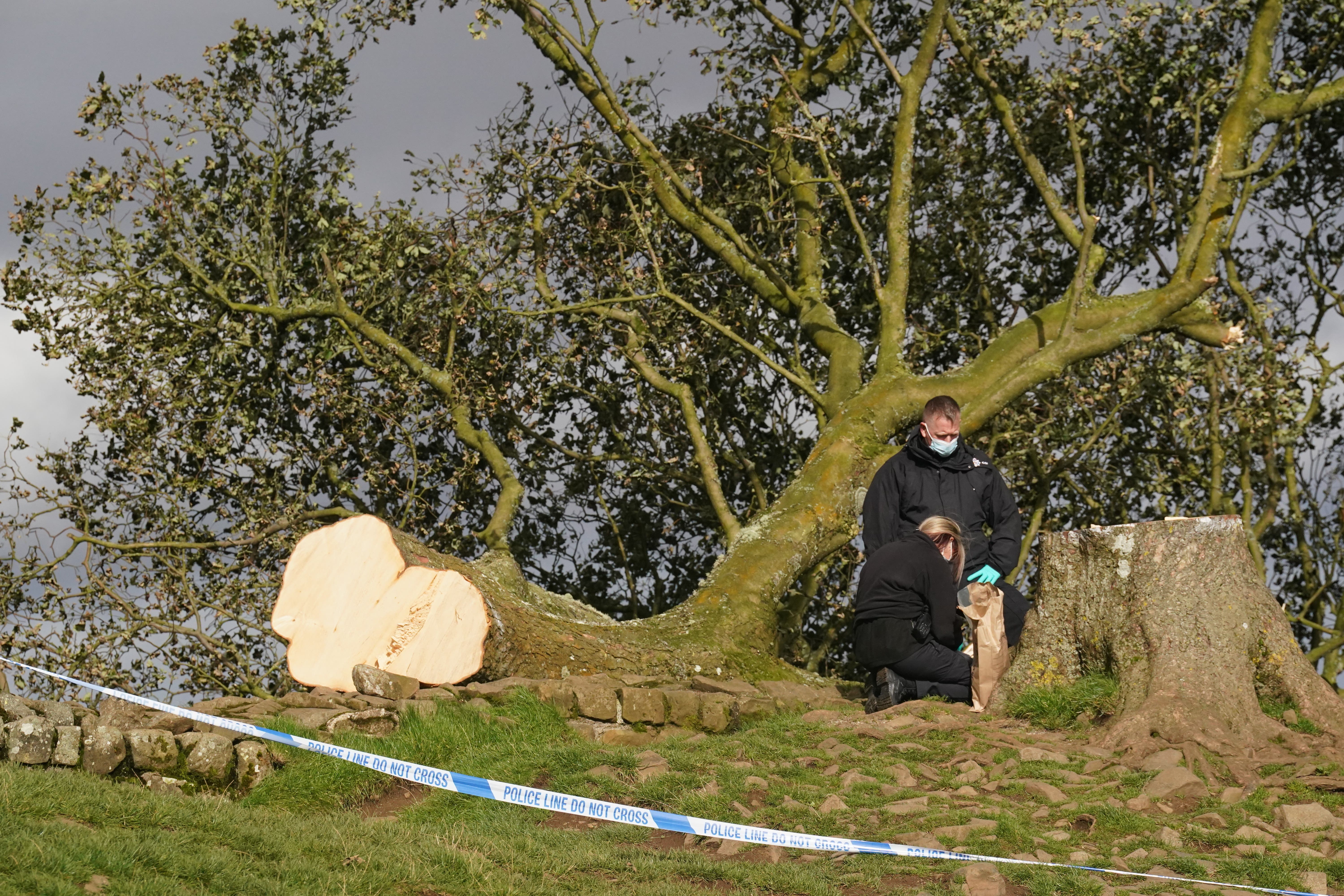 The felled Sycamore Gap tree, on Hadrian’s Wall in Northumberland (Owen Humphreys/PA)