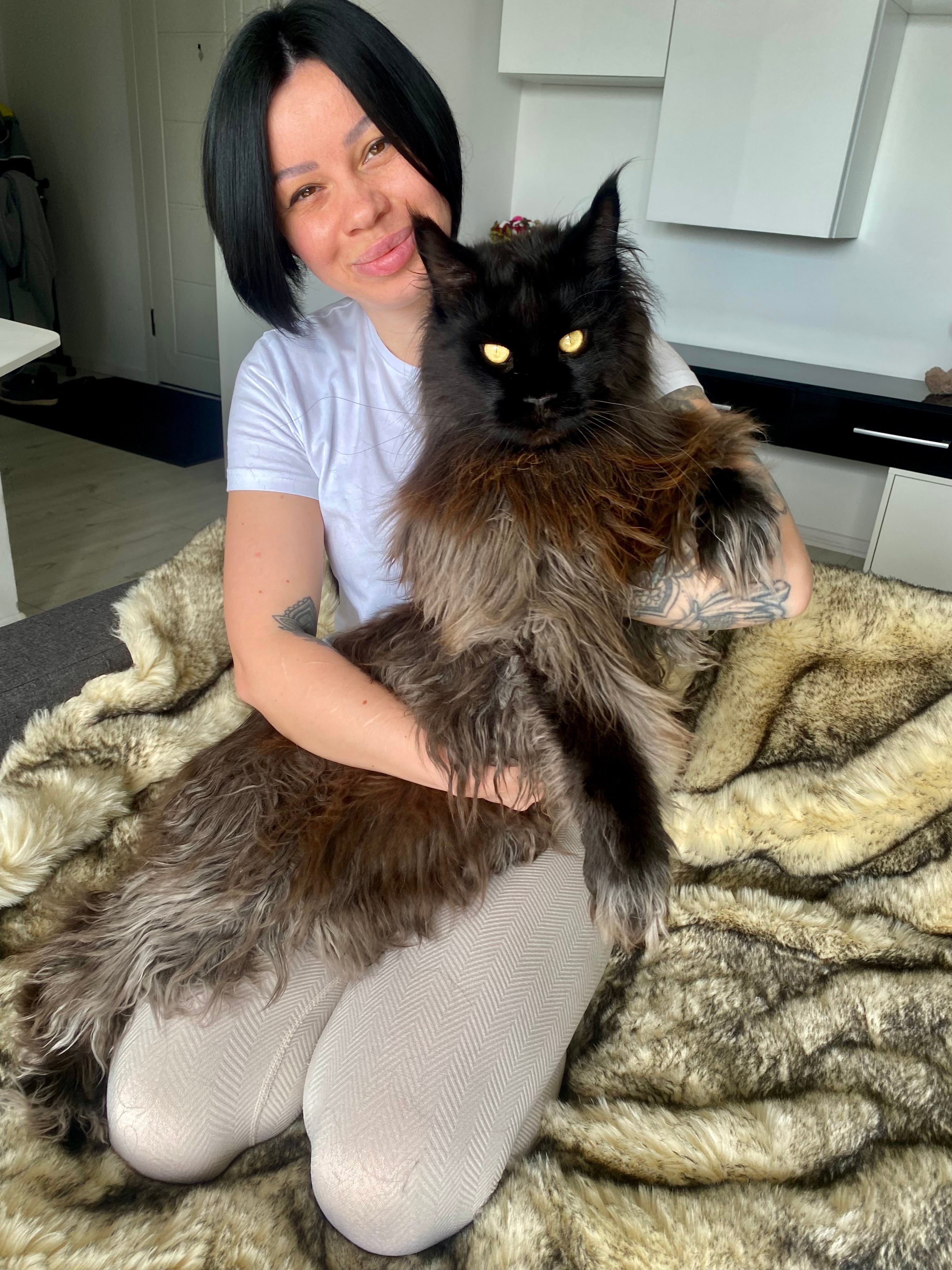 Zeus the cat and owner Daniela can be found sharing content on @zeus.mainecoon.official