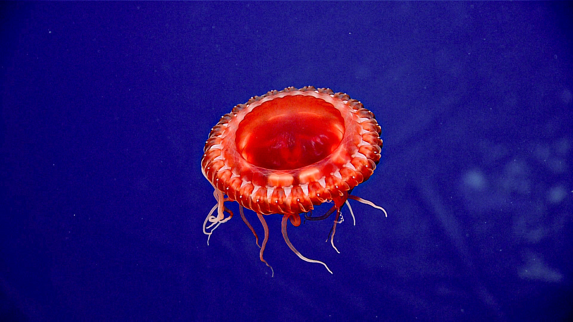 While exploring the wreck of USS Yorktown during Dive 06 of the mission and mapping expedition, NOAA researchers imaged this colorful red jellyfish, which the explorers believe may be a new species