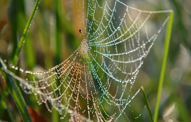 <p>Spider on its web covered by the morning dew</p>
