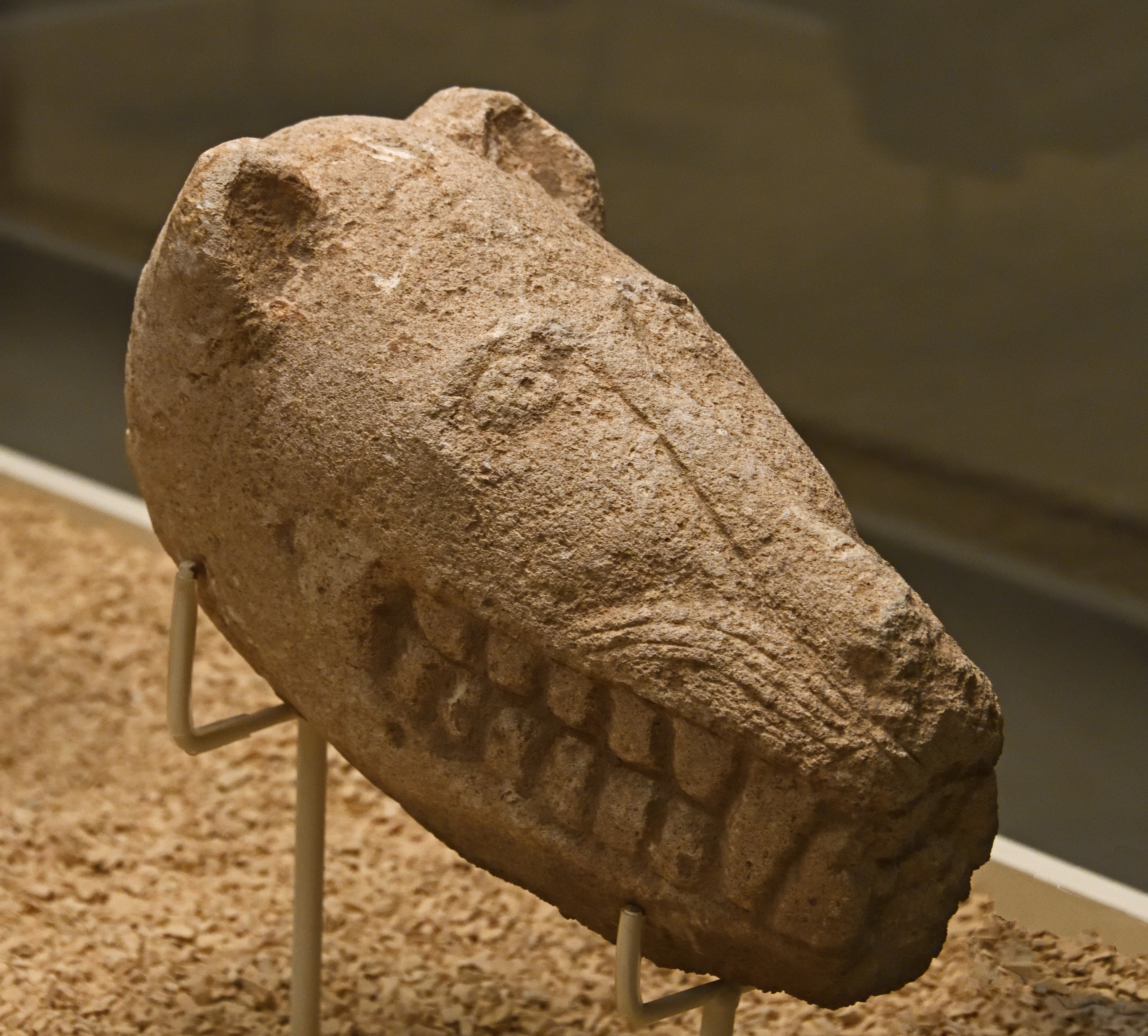 A stone sculpture of an animal's head made by the Taş Tepeler civilisations artists around 11,000 years ago.