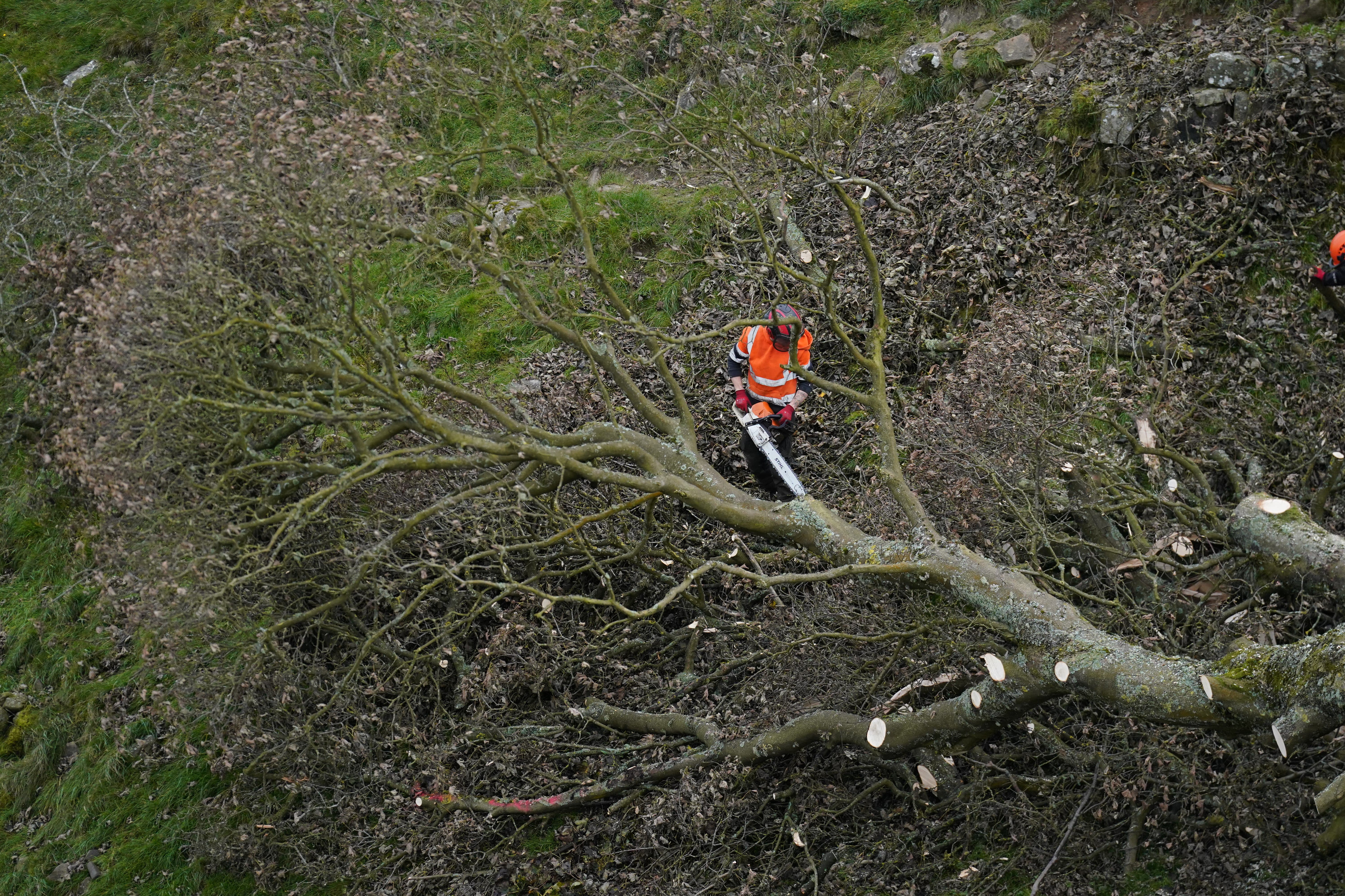 The felled Sycamore Gap tree (PA)
