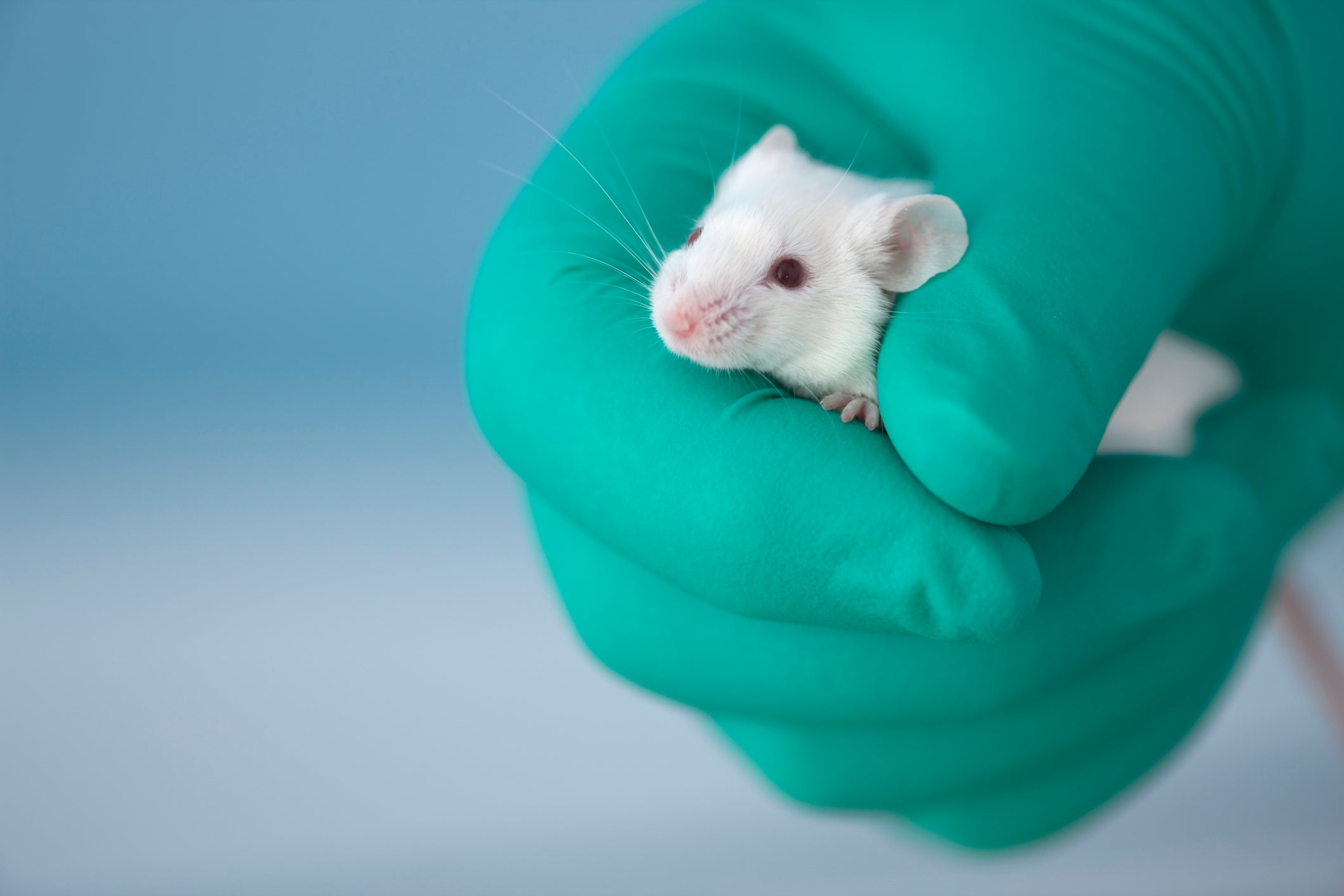 Cuts made by the Trump administration could have major consequences for lab animals used in U.S. biomedical research. Hundreds of test animals have reportedly been euthanized in West Virginia.