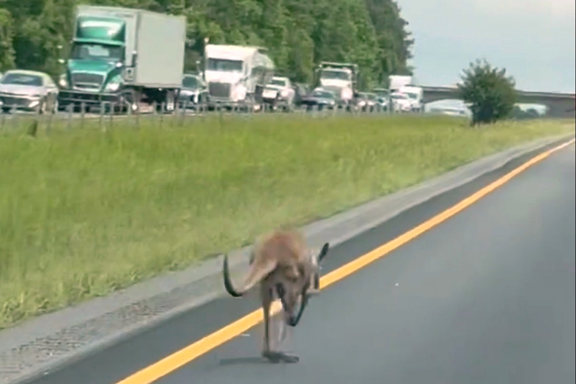 Escaped Kangaroo