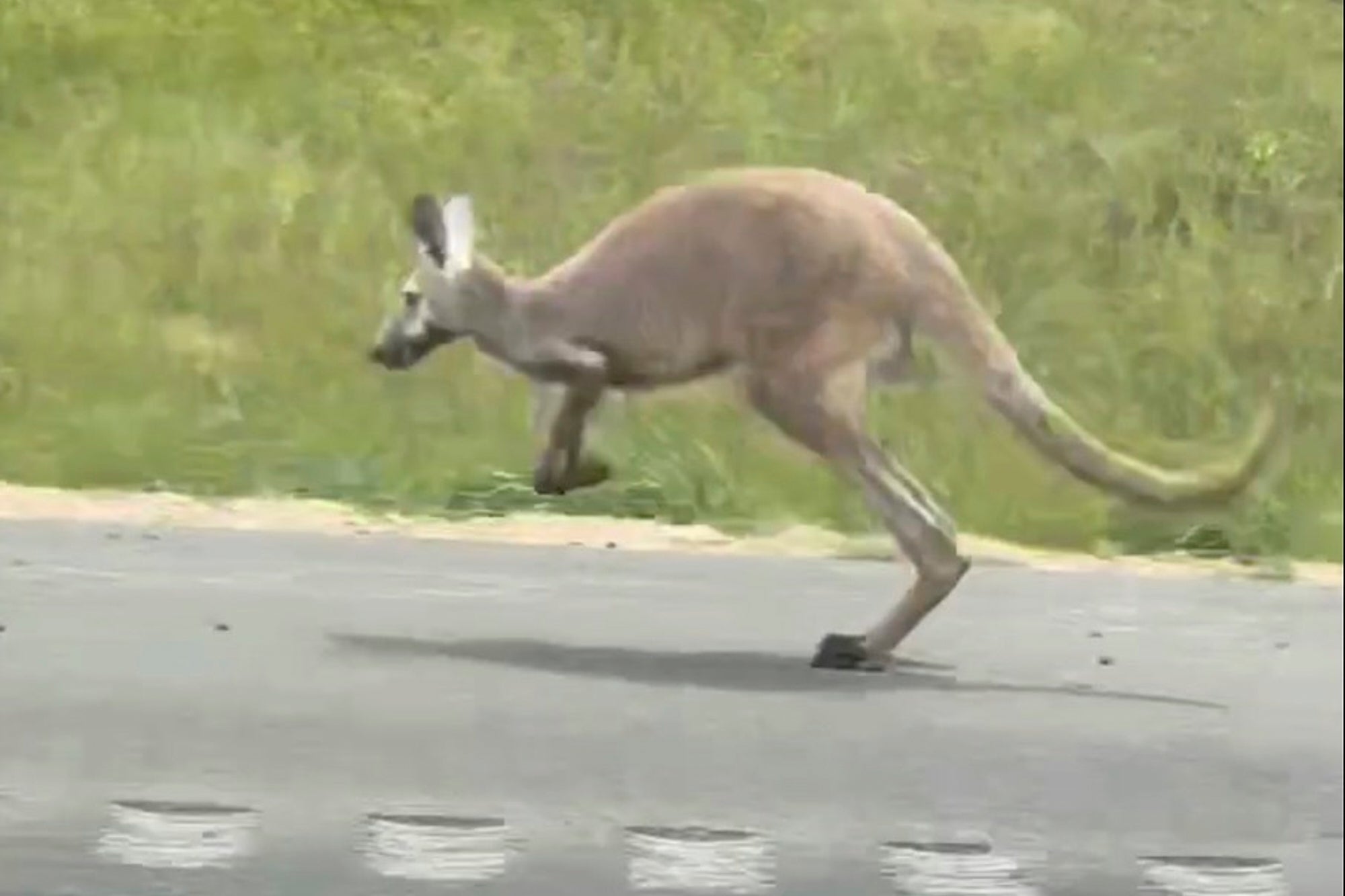 Escaped Kangaroo