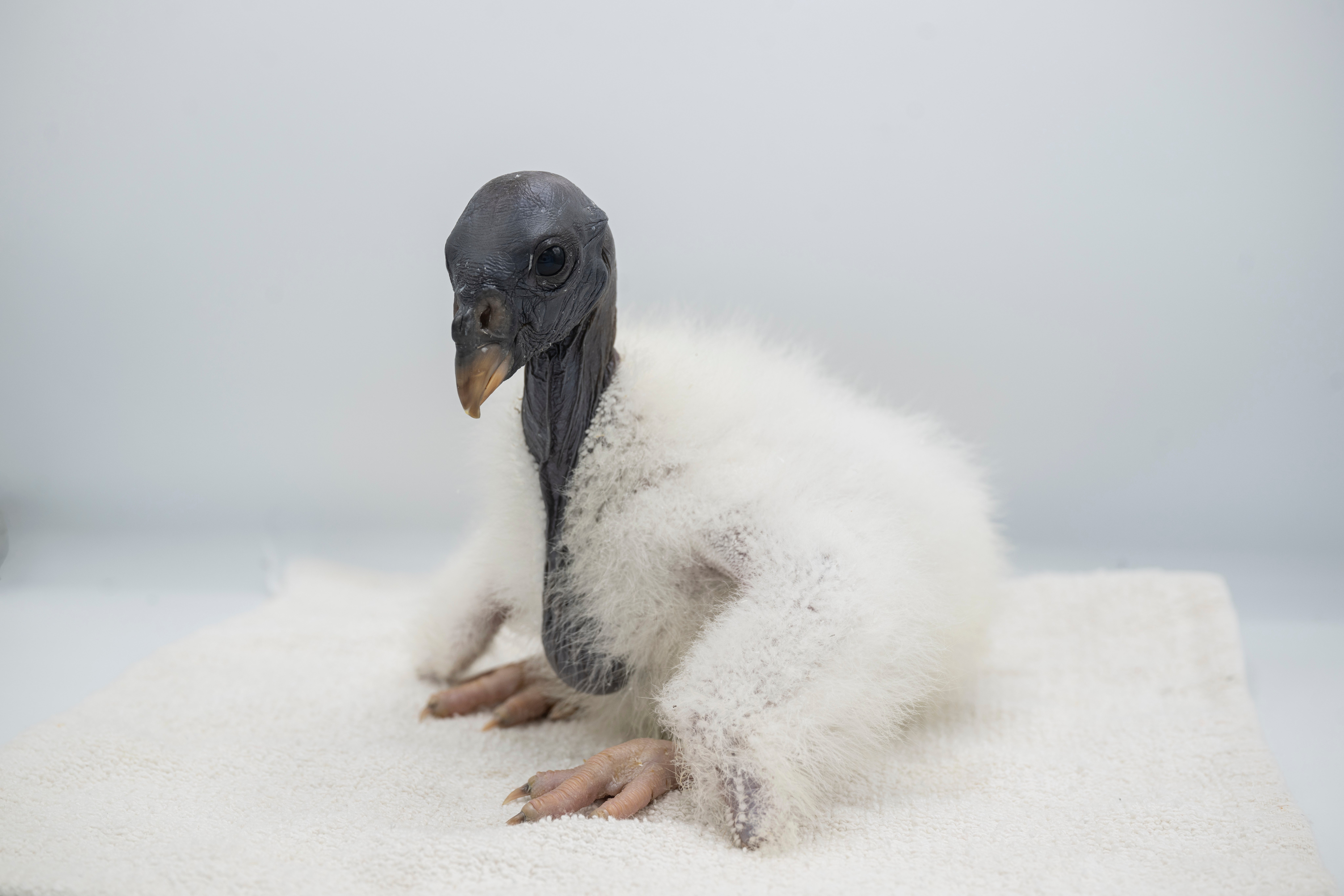 A king vulture sits during a feeding session