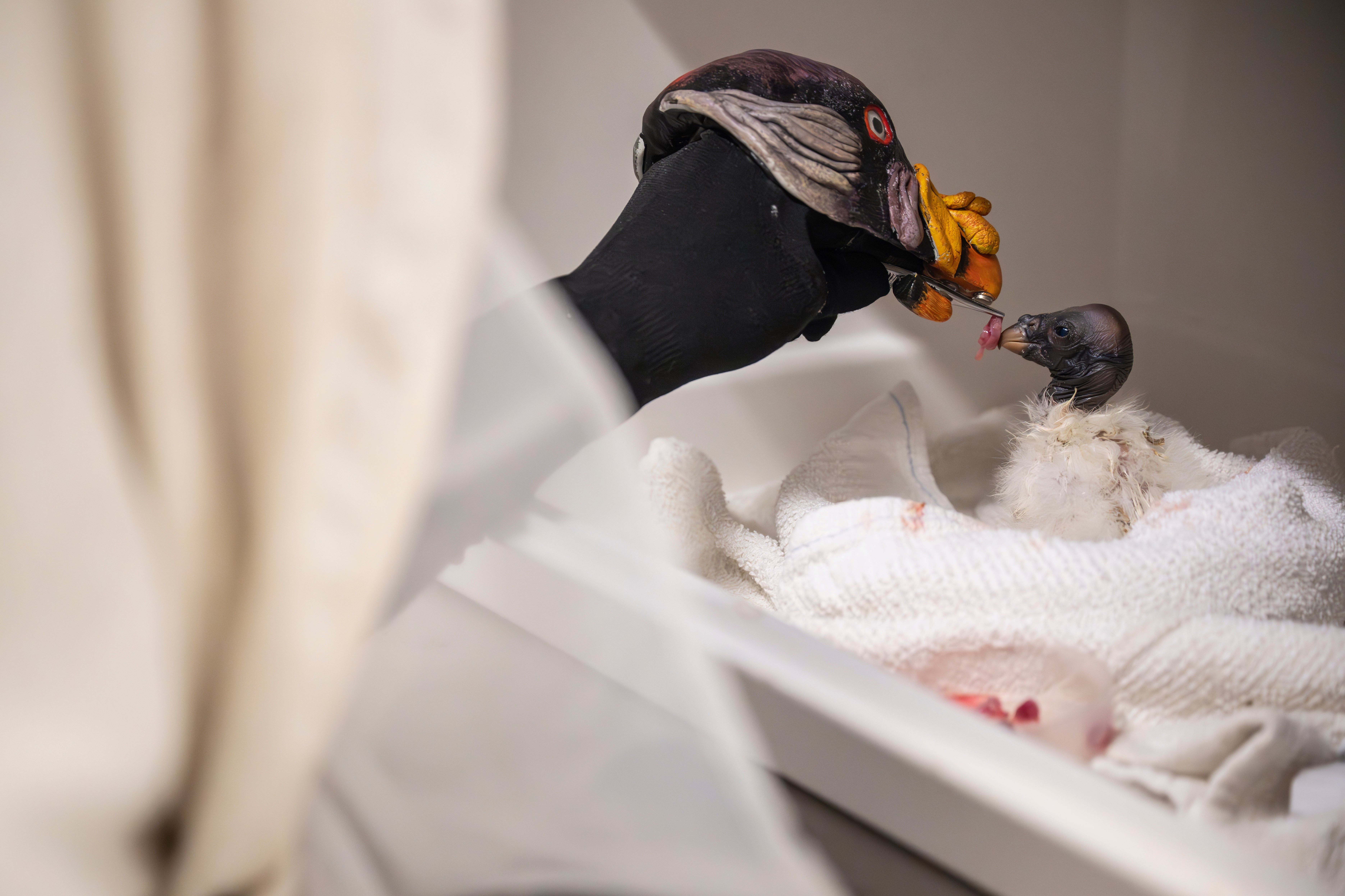 A king vulture feeds with the help of a hand puppet