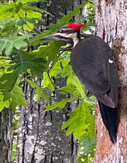 A woodpecker rests on a tree outside a home during April 2025, in Rockport, Massachusetts. Over the last few weeks, the bird has broken more than two dozen mirrors and at least one vehicle’s side window