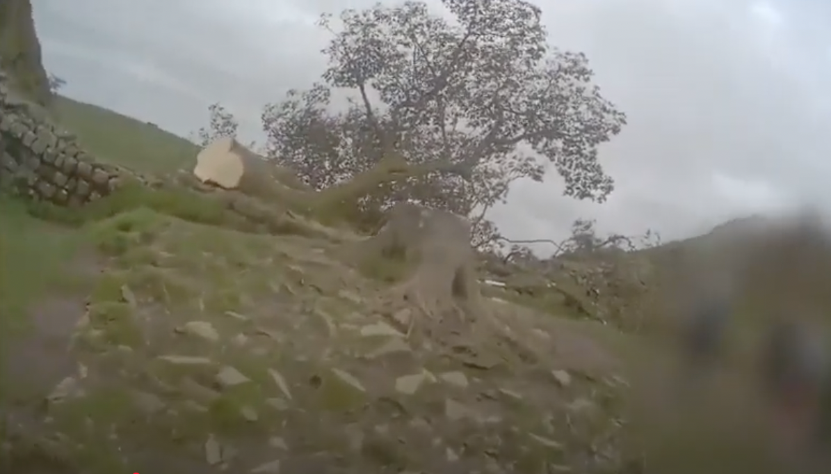 Police video showing the tree the morning after it was cut down