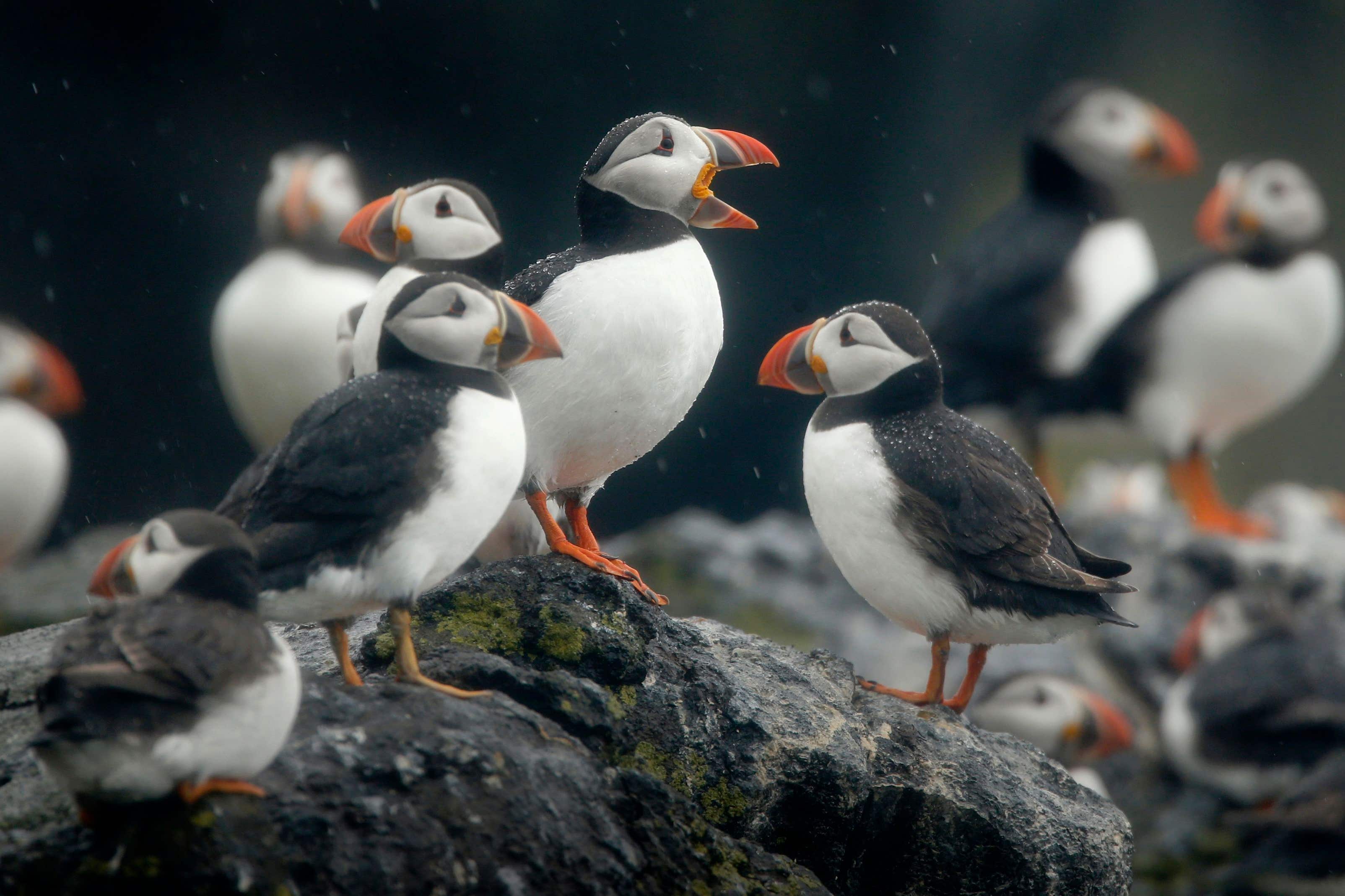 Puffins live on the Isle of May, which would be close to the wind farm (Danny Lawson/PA)