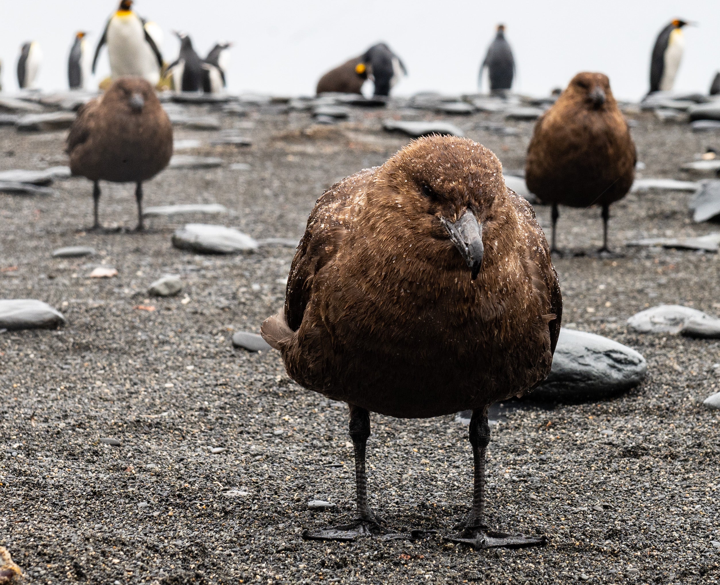 A brown skua, also known as the Antarctic skua