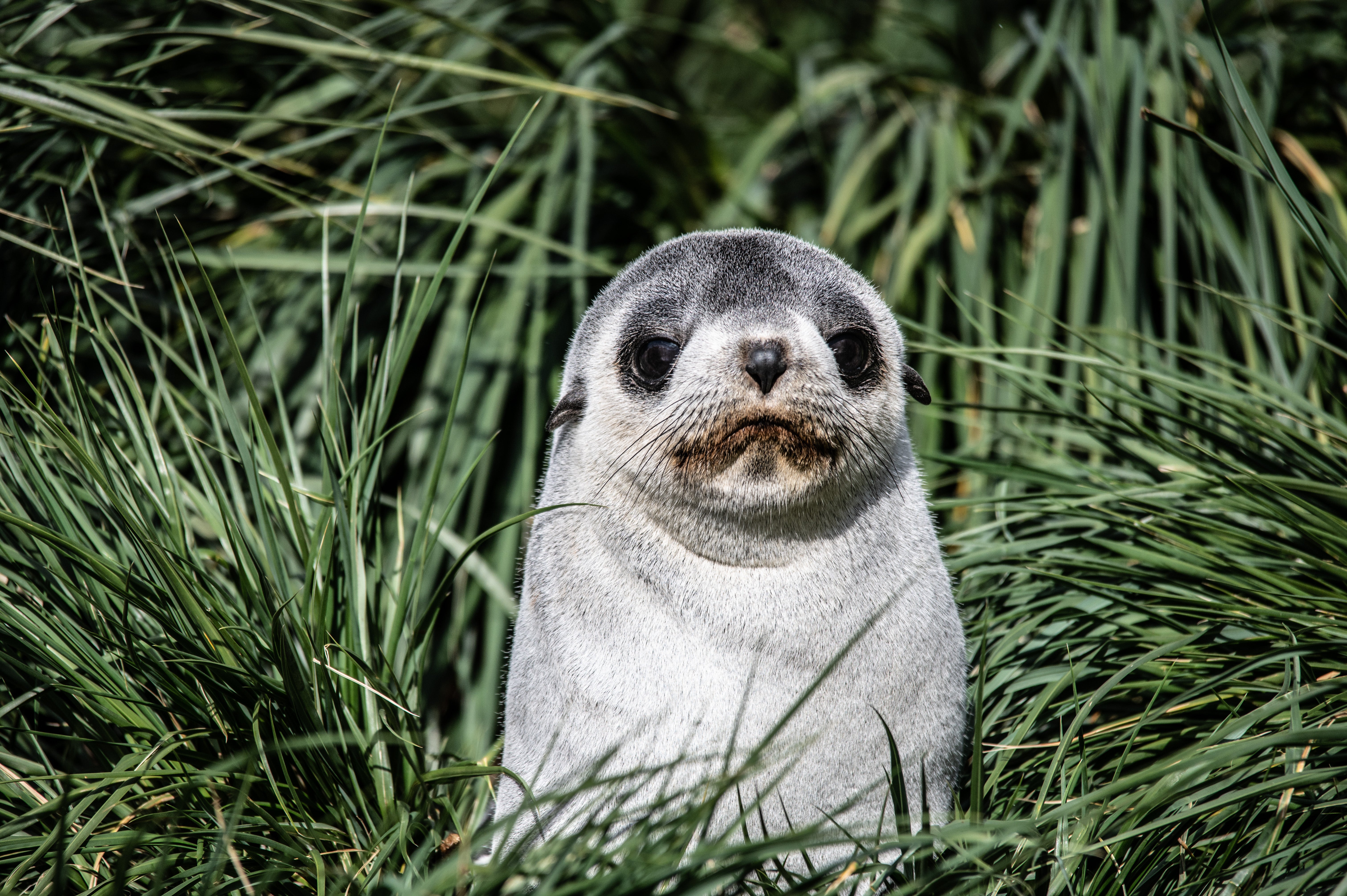 What’s up, pup? A baby seal makes themselves known
