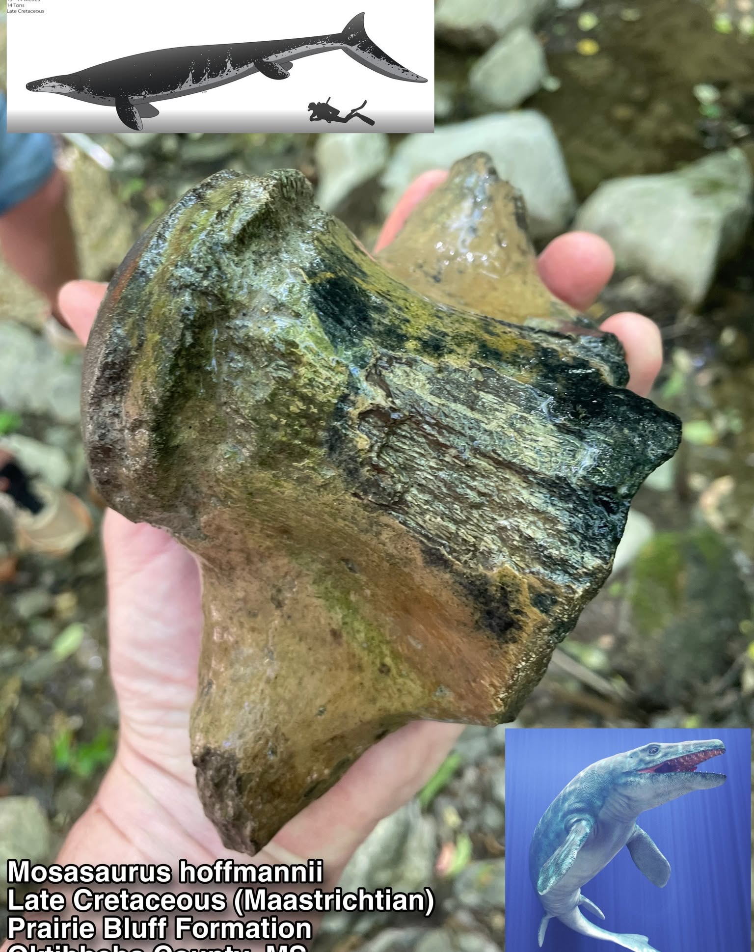 The fossilised single vertebra was discovered in the Mississippi River