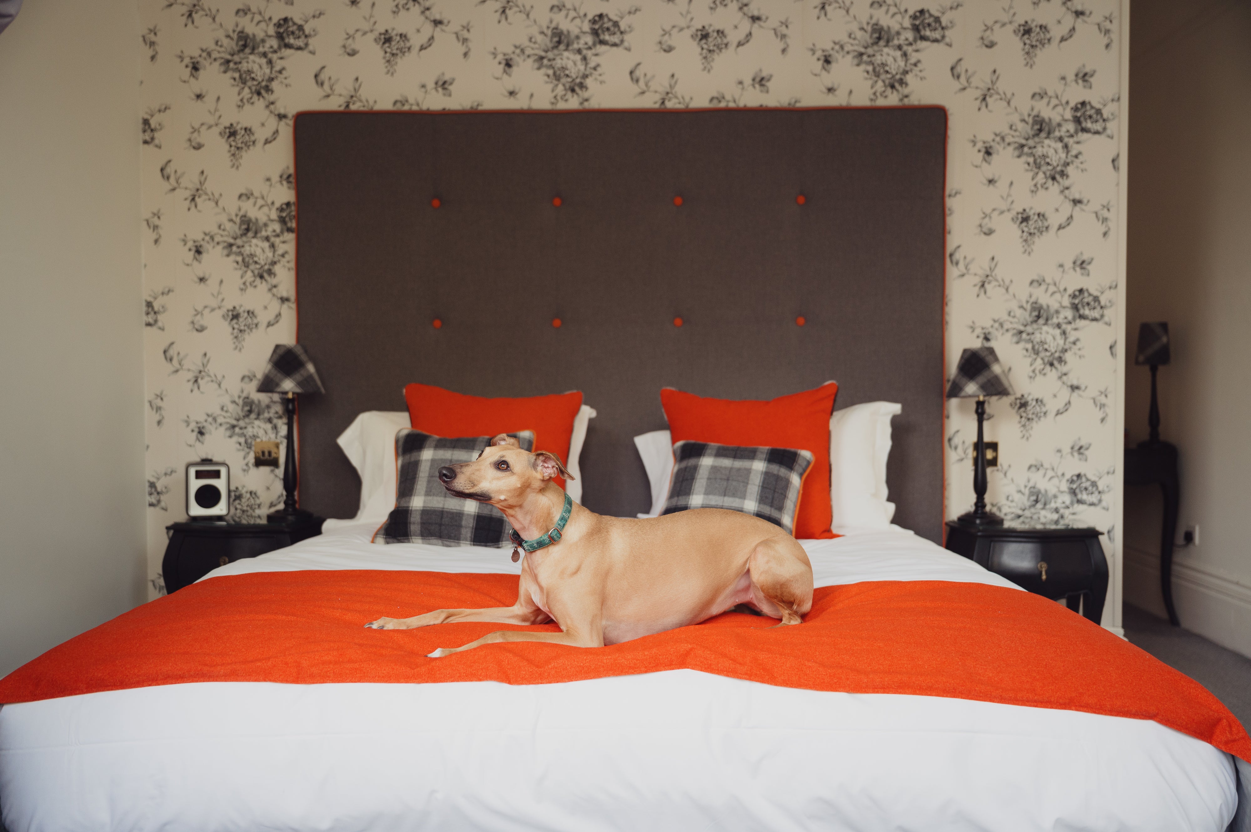 Doggy guests at the Roseate Villa are treated to treats and tennis balls to play with