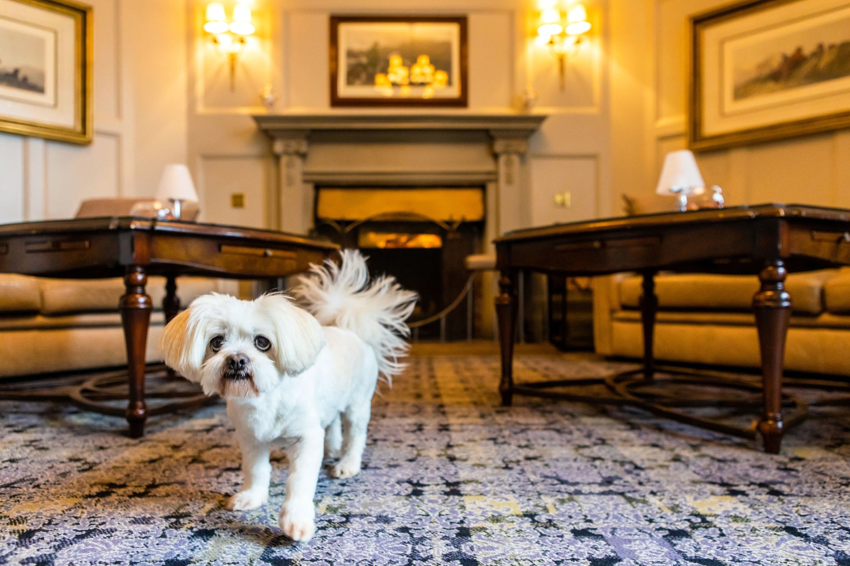 Dog beds, bowls and treats are on hand for your pooch at Macdonald Bath Spa Hotel