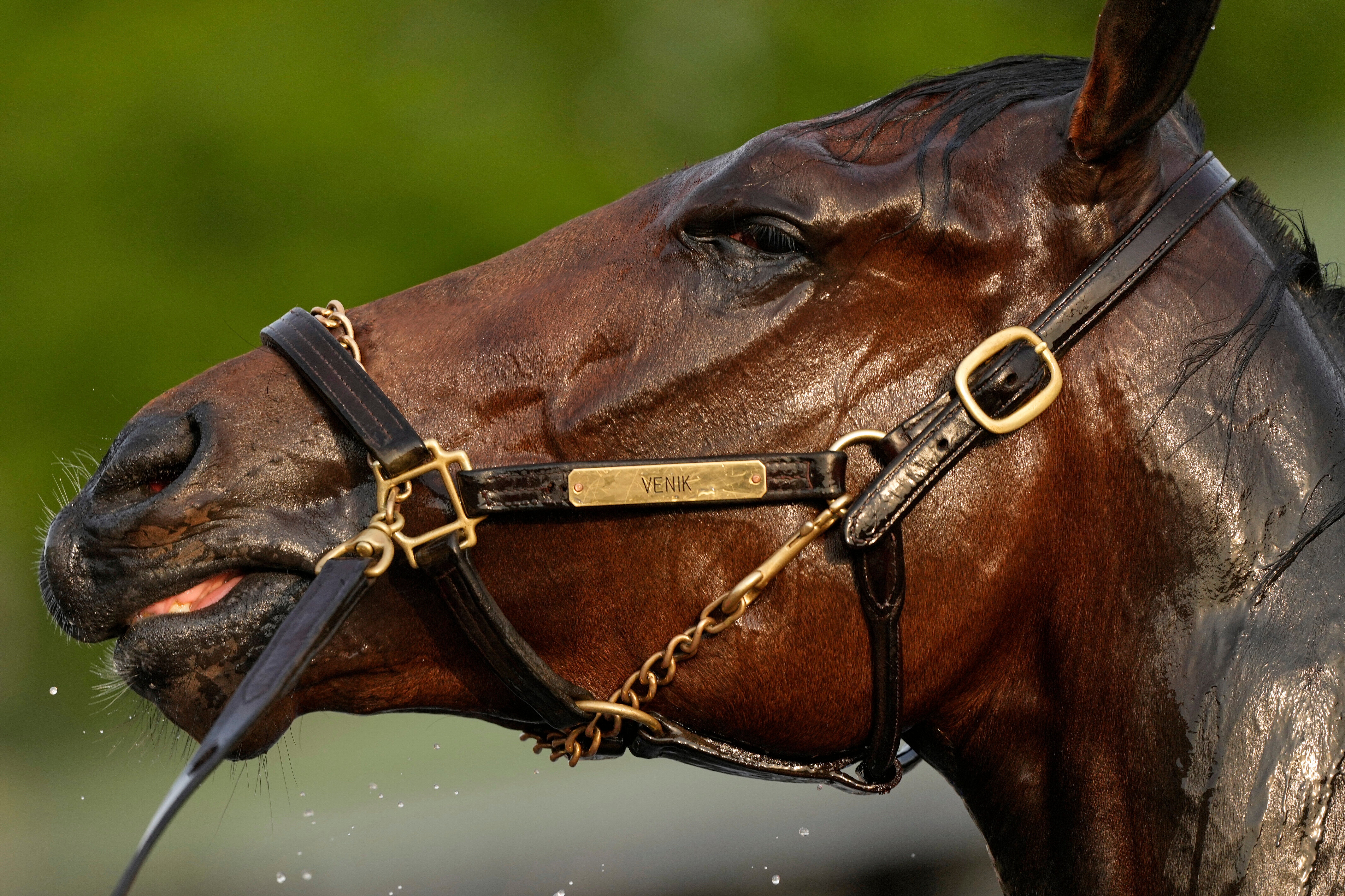 Kentucky Derby-Horse Athleticism