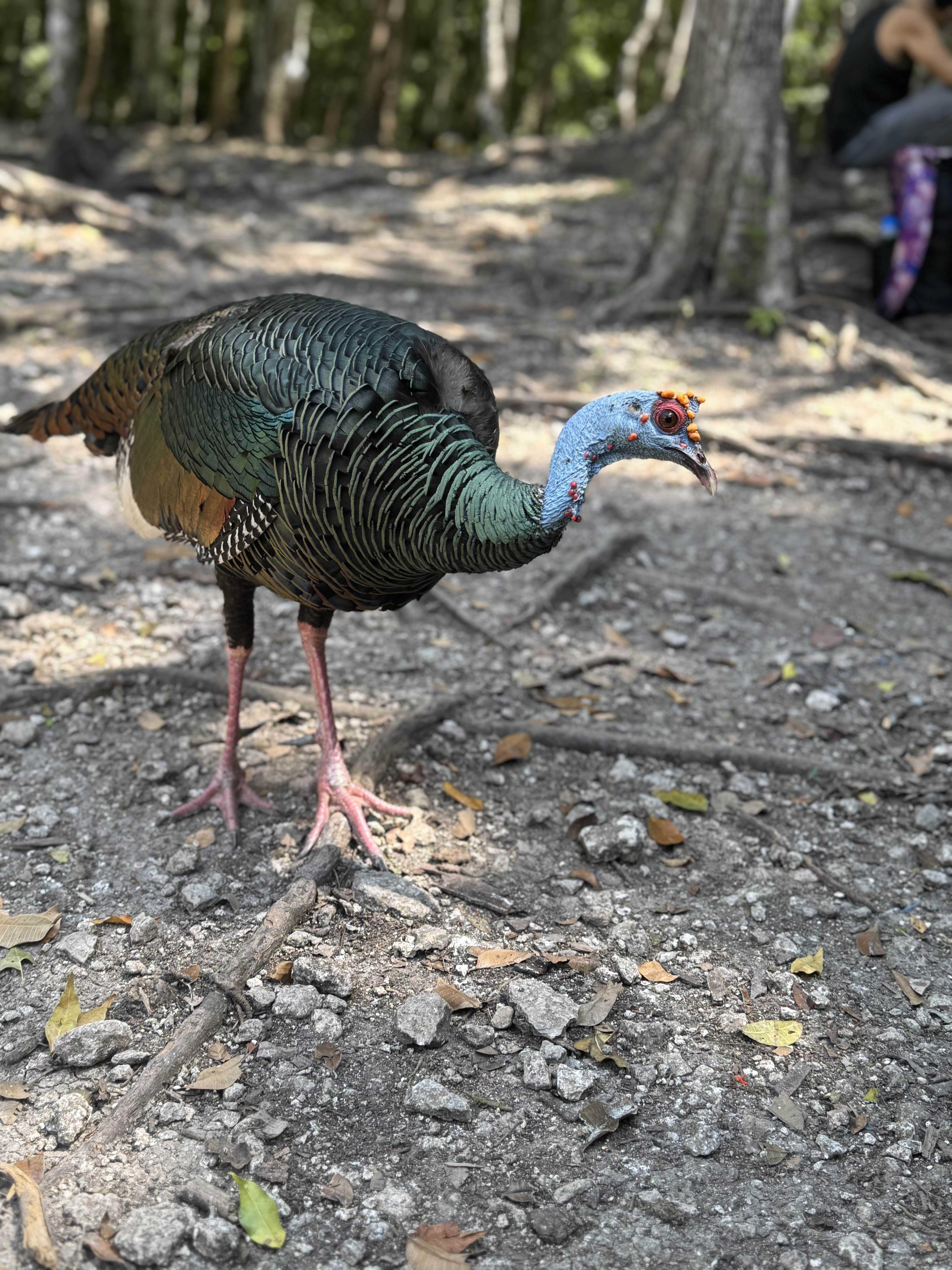 A blue-headed ocellated turkey