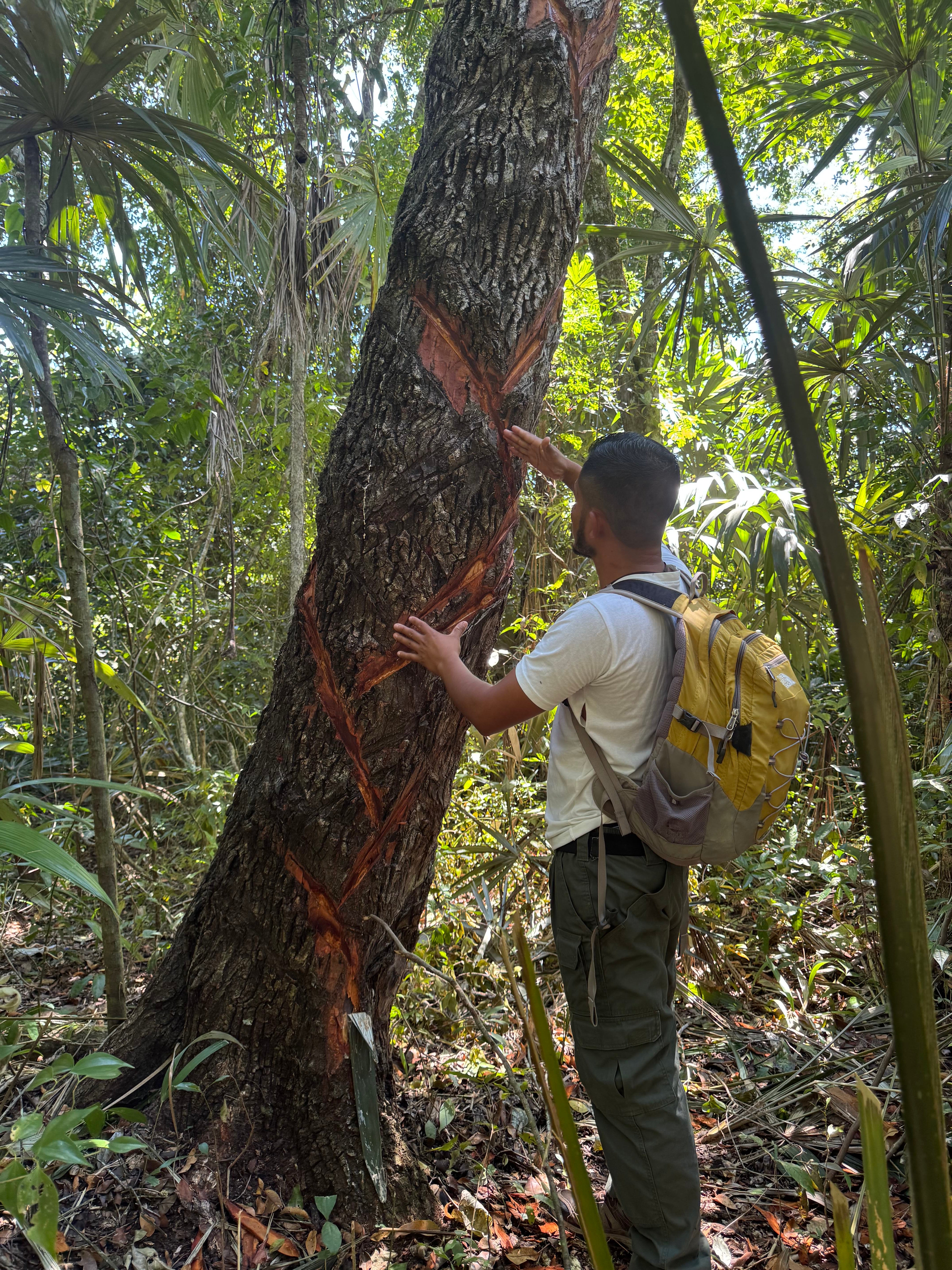 Guide Santiago Juarez points to a chewing gum tree