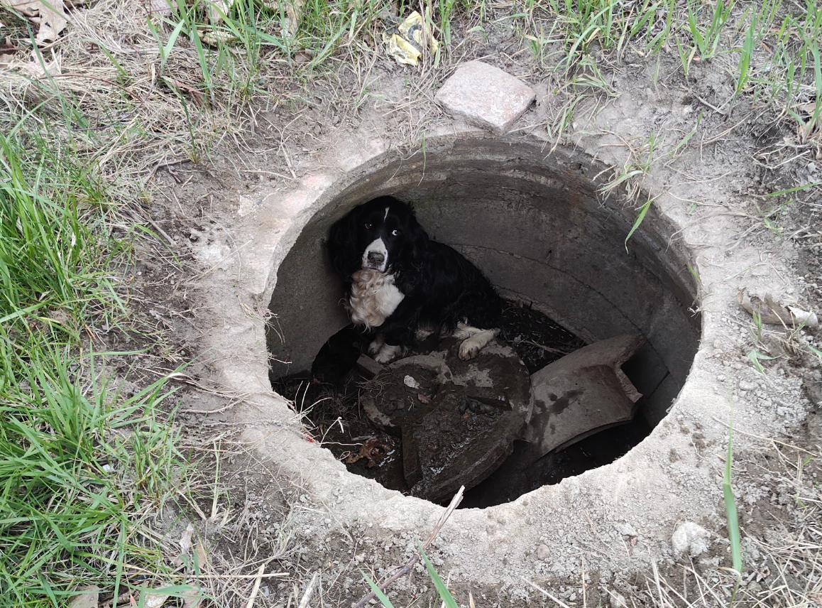 Ally, a dog missing for over a month, was found by chance by Massachusetts firefighters, who were tackling an unrelated fire nearby