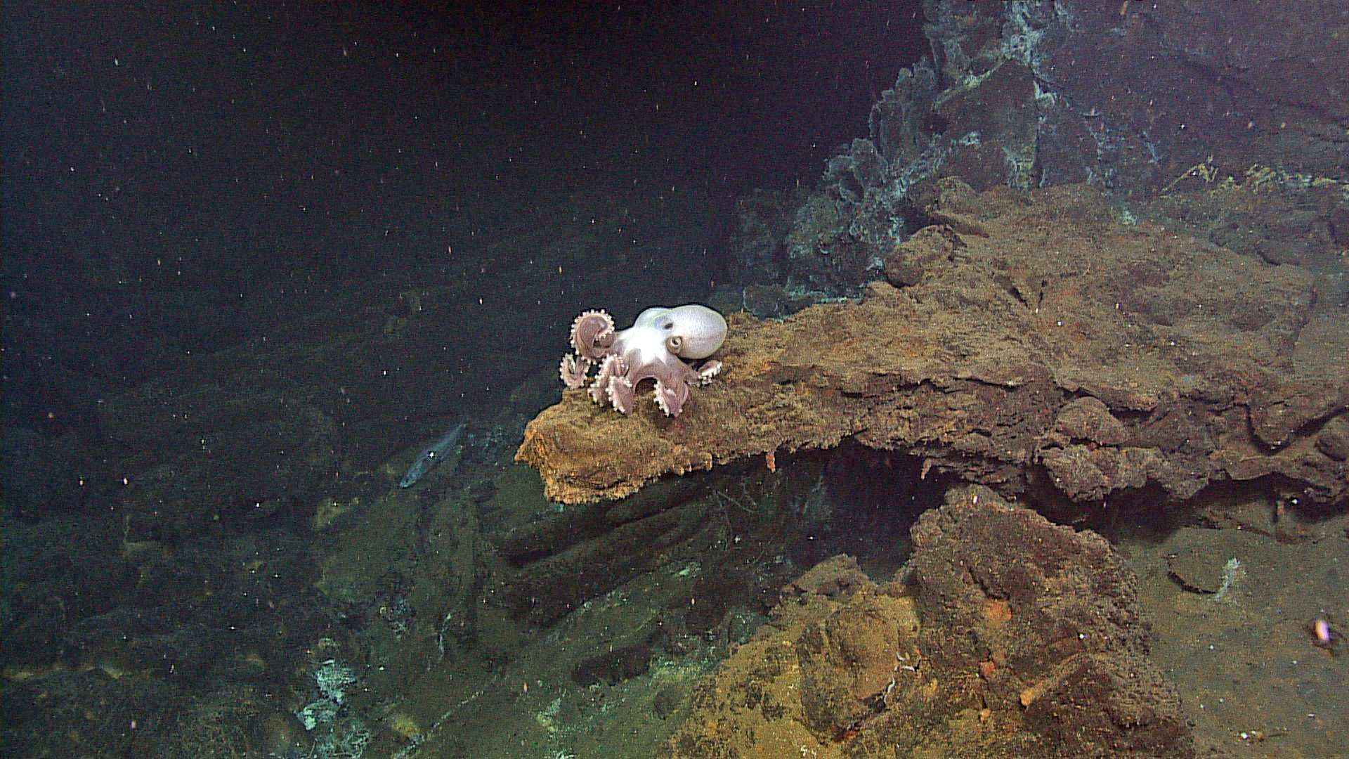 Marine life that thrives on Axial Seamount’s hydrothermal vents could be in the line of fire. But, the Seamount’s ecosystems are resilient
