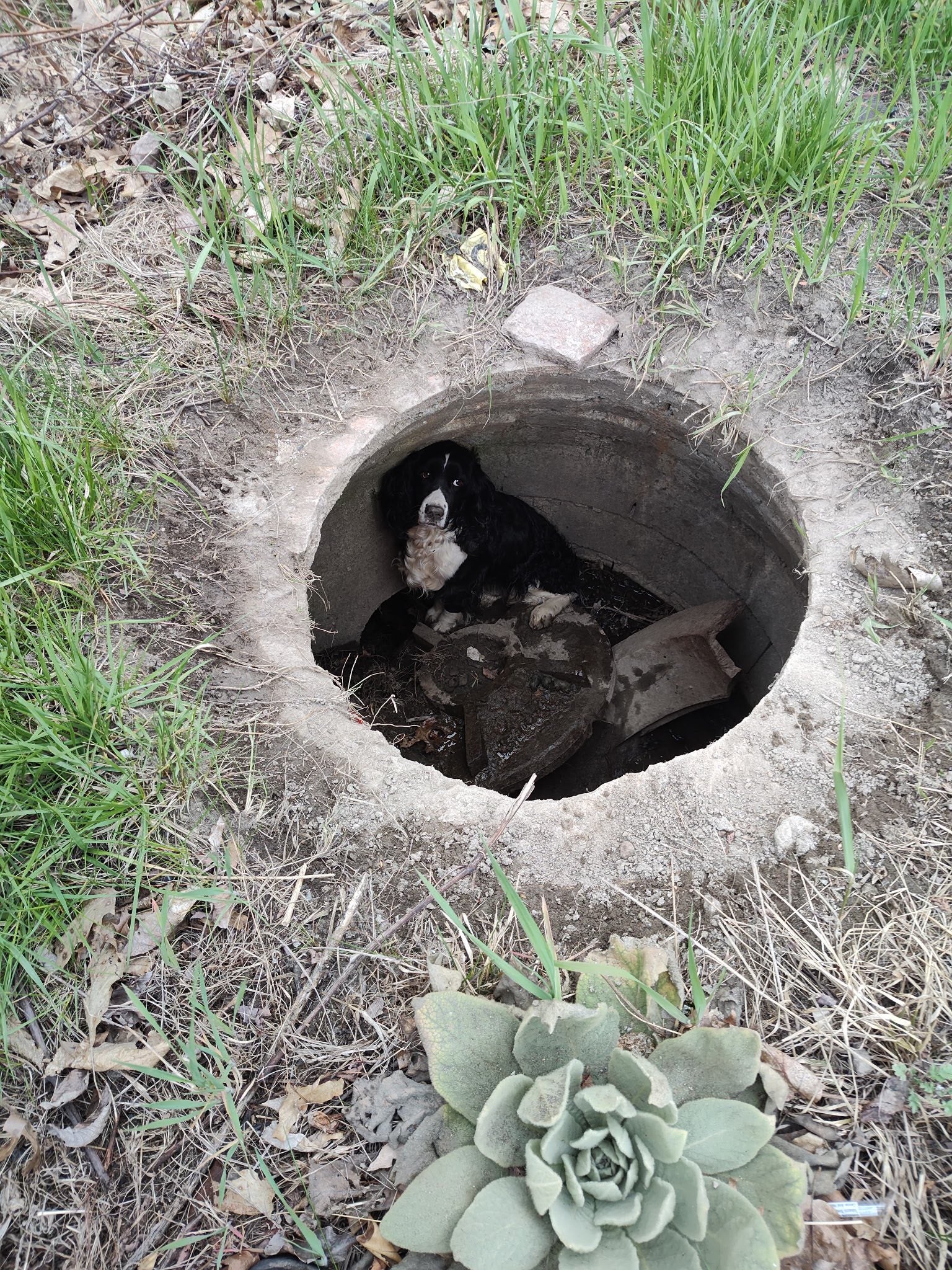 <p>Ally, a dog missing for over a month, was found by chance by Massachusetts firefighters tackling an unrelated fire nearby</p>