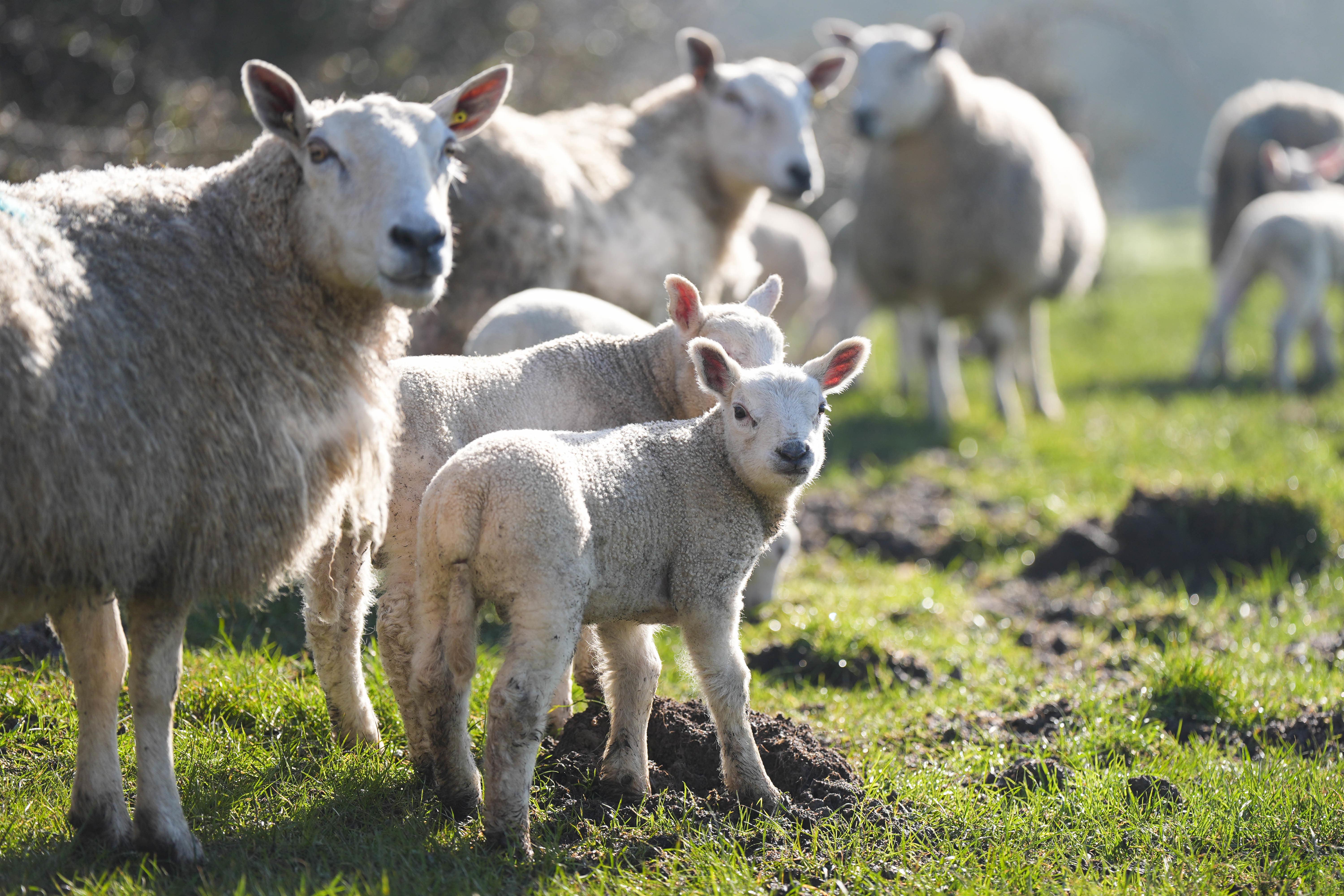 Public Health Wales said people should be aware of the ‘potential health risks’ of visiting petting farms