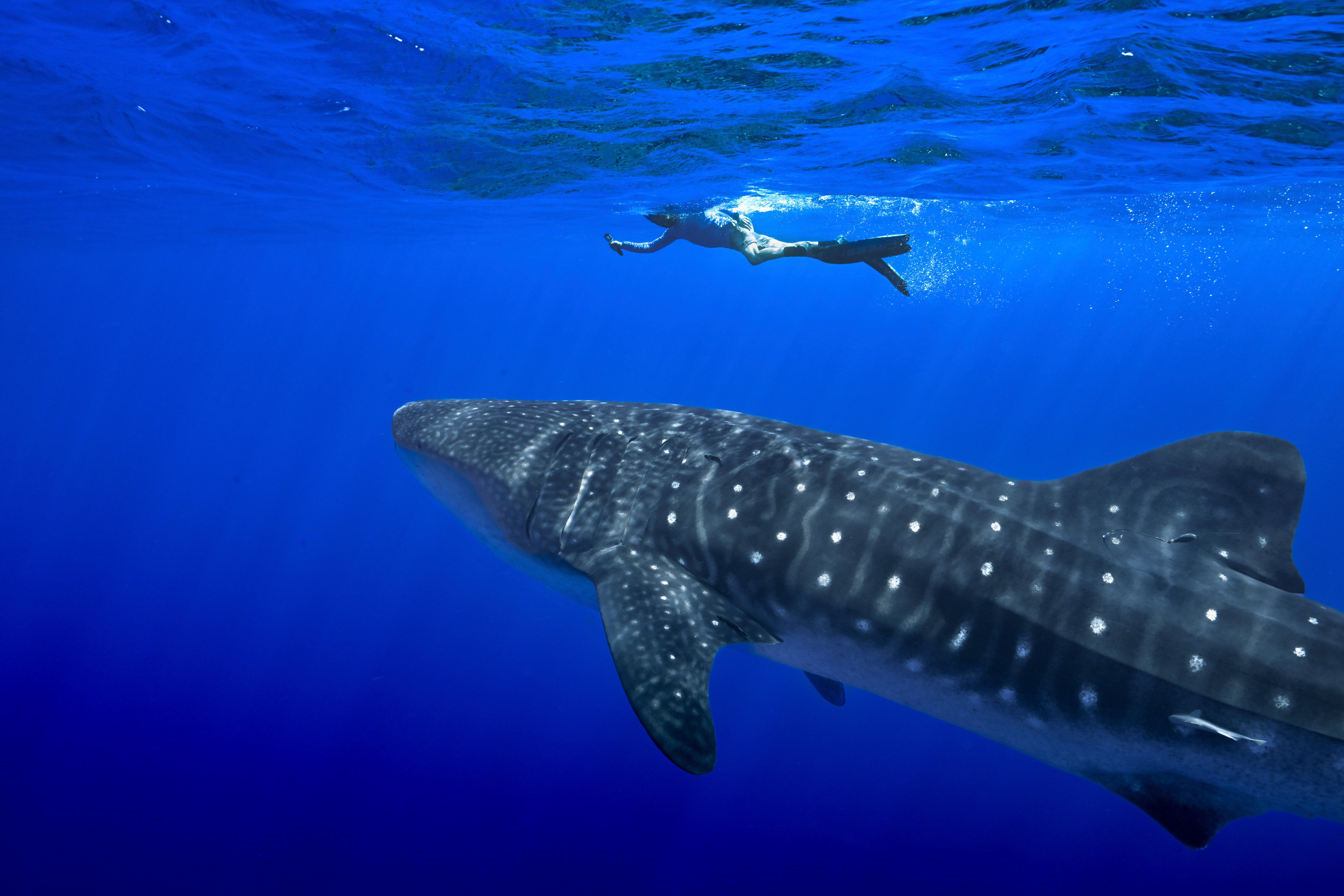 A person swims near a whale shark off the coast of St Helena in the South Atlantic Ocean
