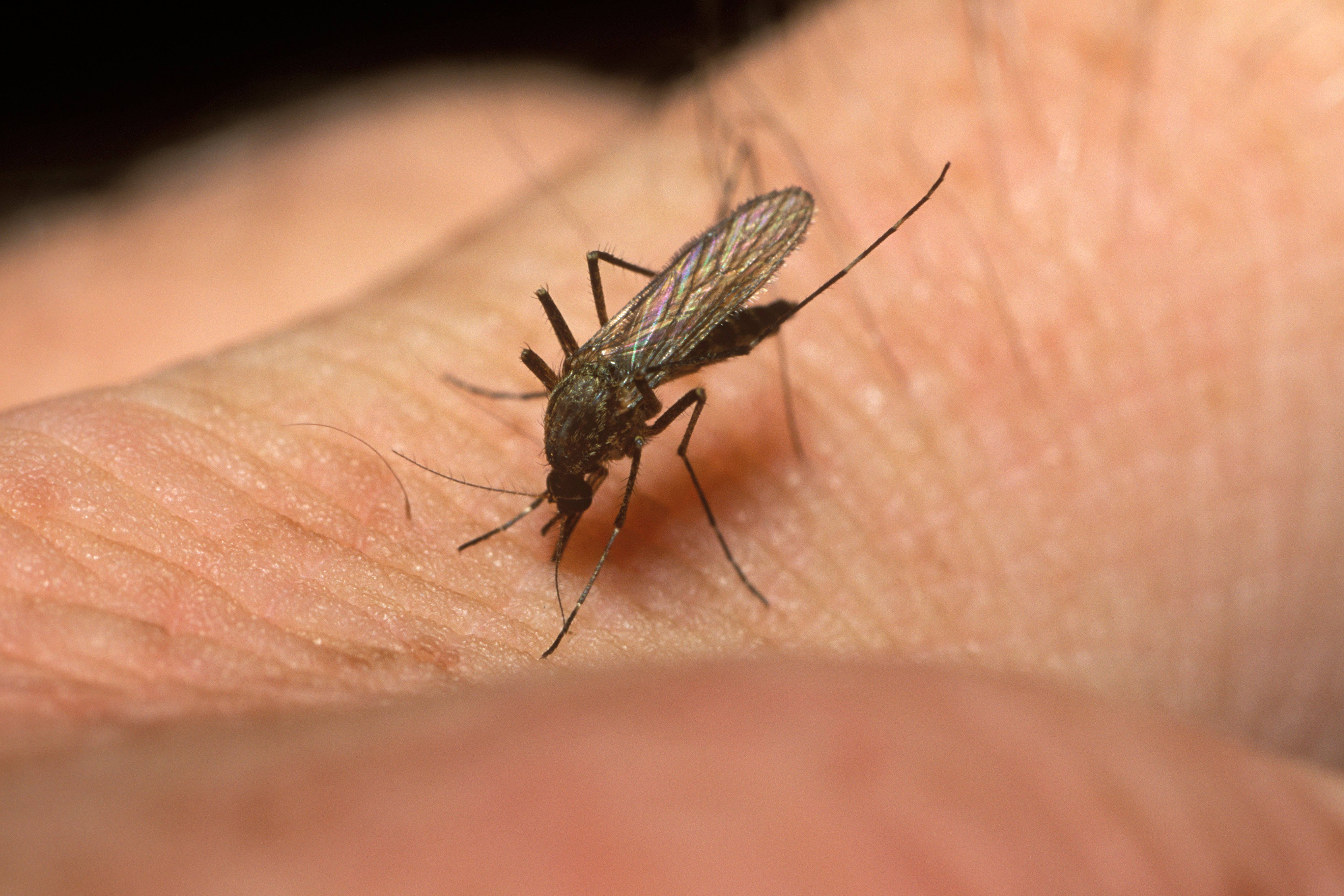 Mosquitoes were found the length and breadth of Scotland (Alamy/PA)