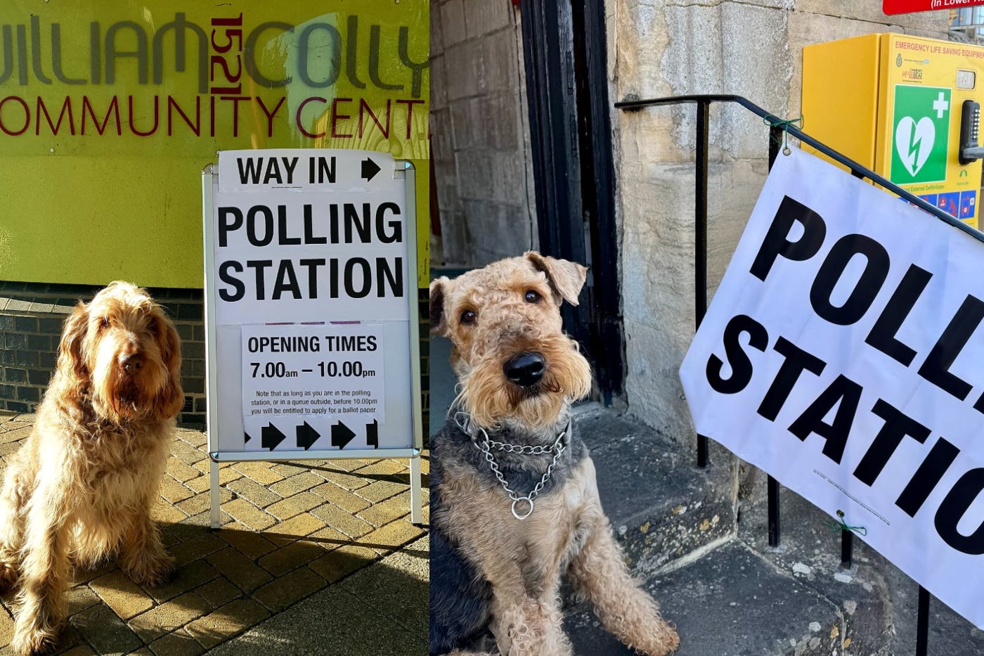 Spinone Italiano Hugo, left, had his photo taken outside a polling station in Cambridgeshire, while Airedale Terrier Margo attended a station in Gloucestershire (Andrew Smith/Niall Cook/PA)