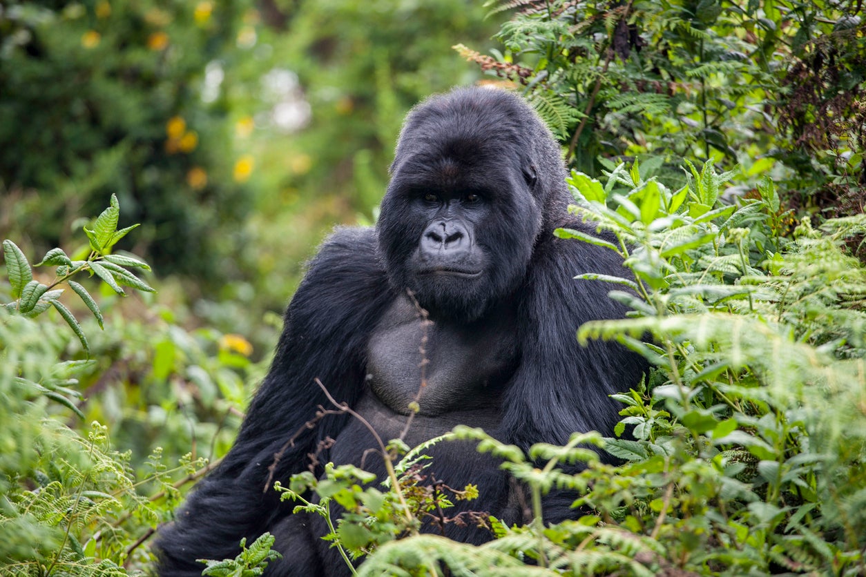 One post on X about 100 men beating a gorilla in a fight has gotten more than 289 million views