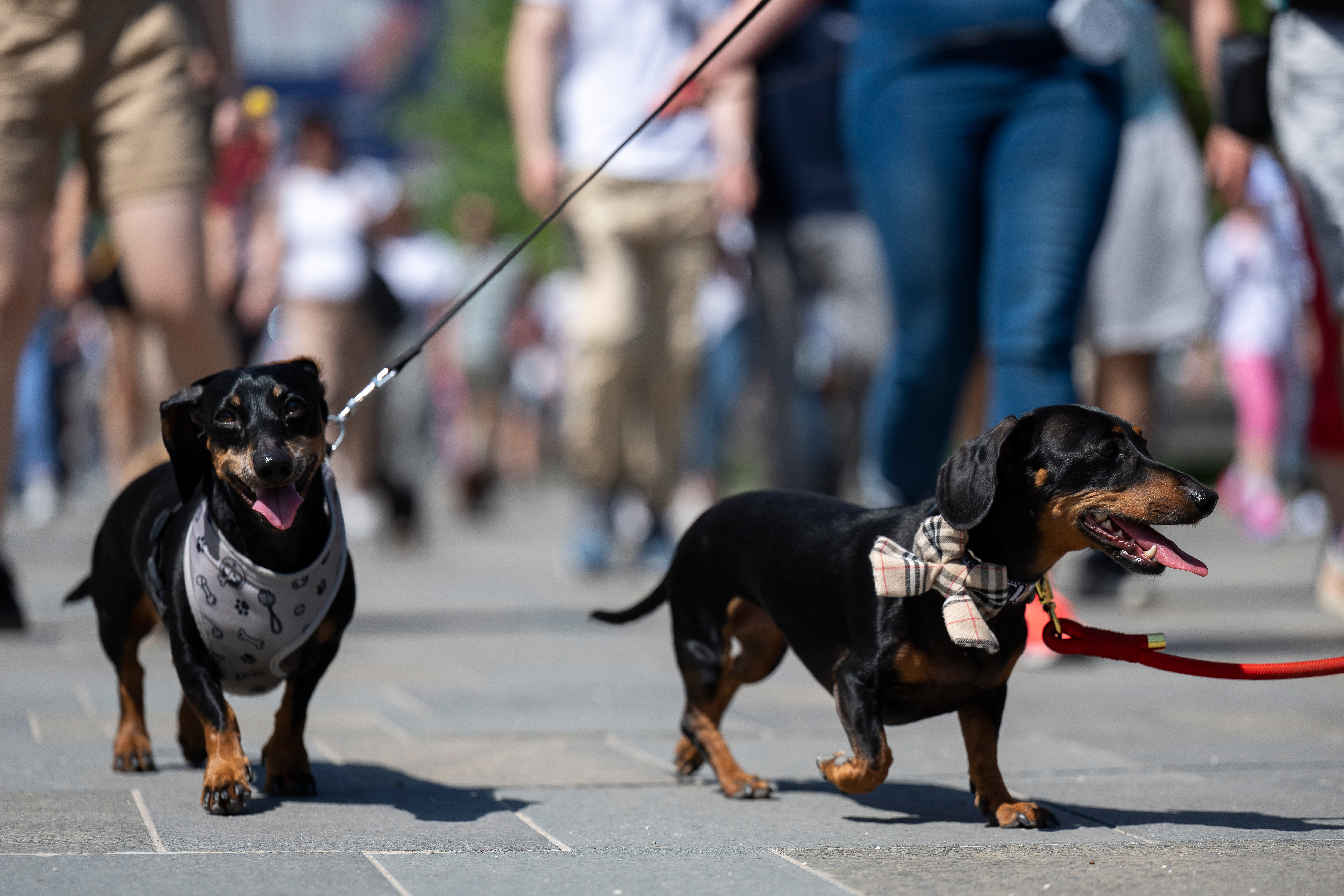 Dachshunds and their owners take part in an attempt to set Hungary’s record for the largest dog walk of a single breed, at Budapest City Park, Budapest