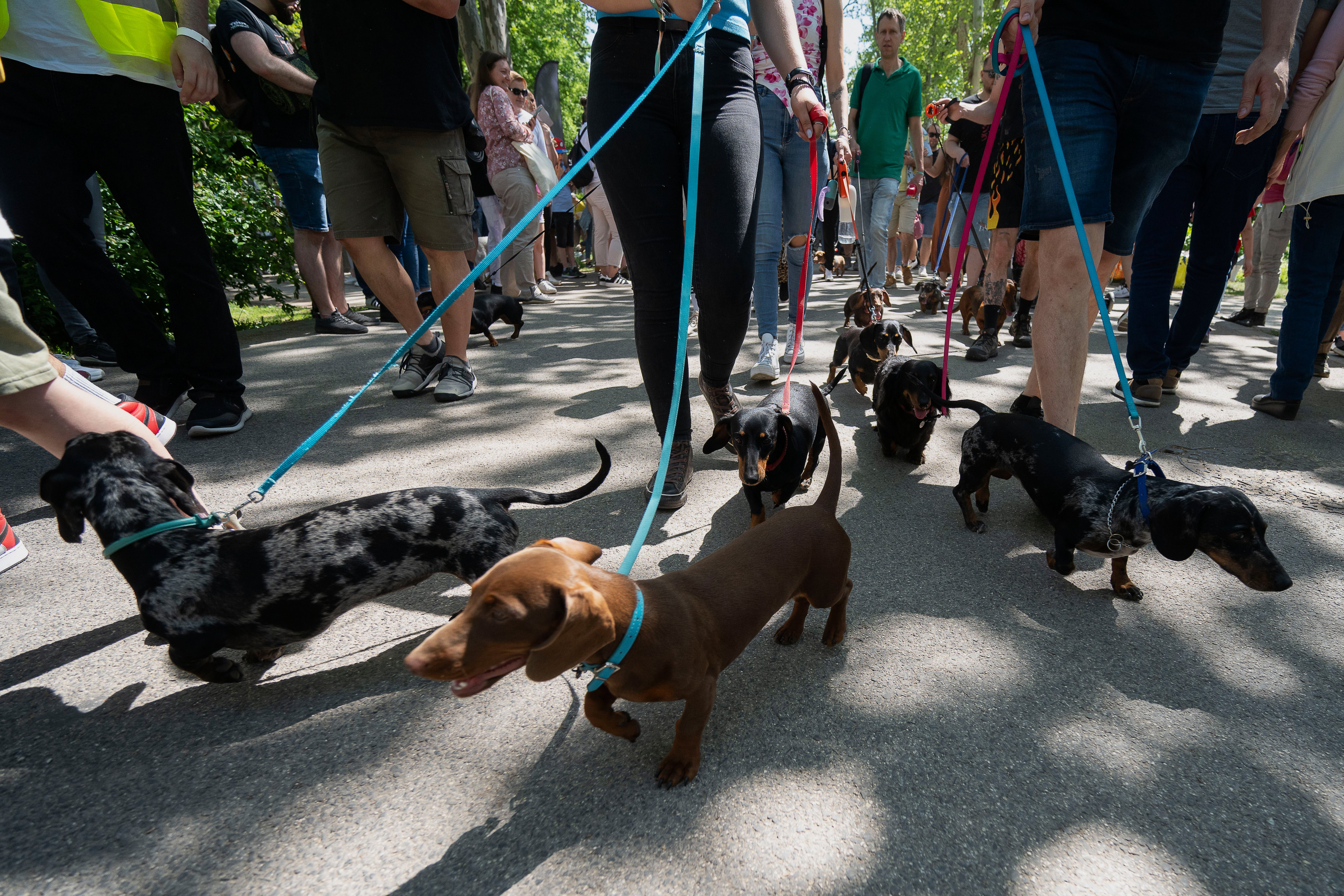 Dachshunds and their owners take part in an attempt to set Hungary’s record for the largest dog walk of a single breed, at Budapest City Park, Budapest