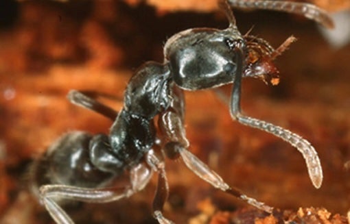 The Asian needle ants are coming out this summer across the eastern U.S. They can cause a potentially deadly allergic reaction.