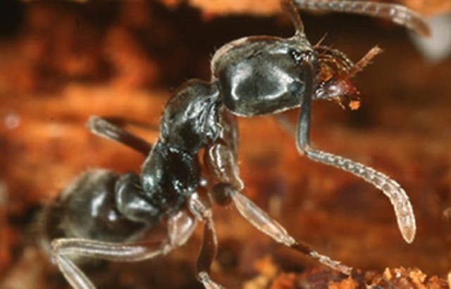 <p>The Asian needle ants are coming out this summer across the eastern U.S. They can cause a potentially deadly allergic reaction.</p>