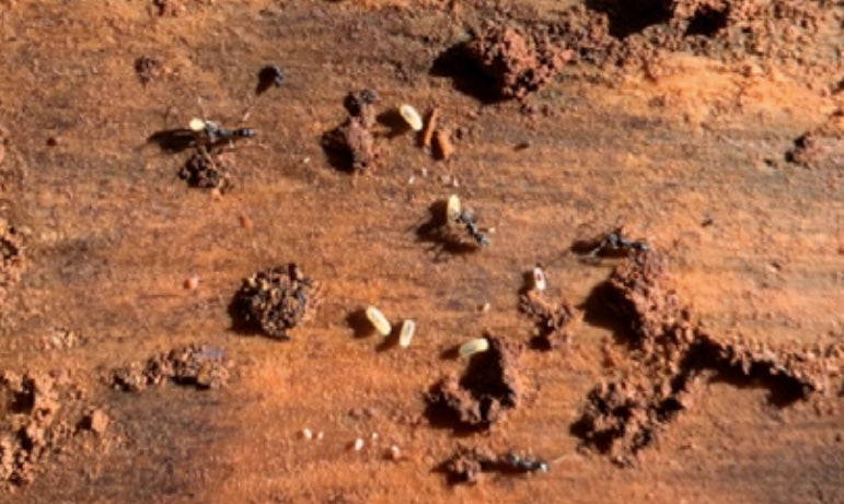 Asian needle ants aren’t naturally aggressive. But hands are put on one, they may use their stinger