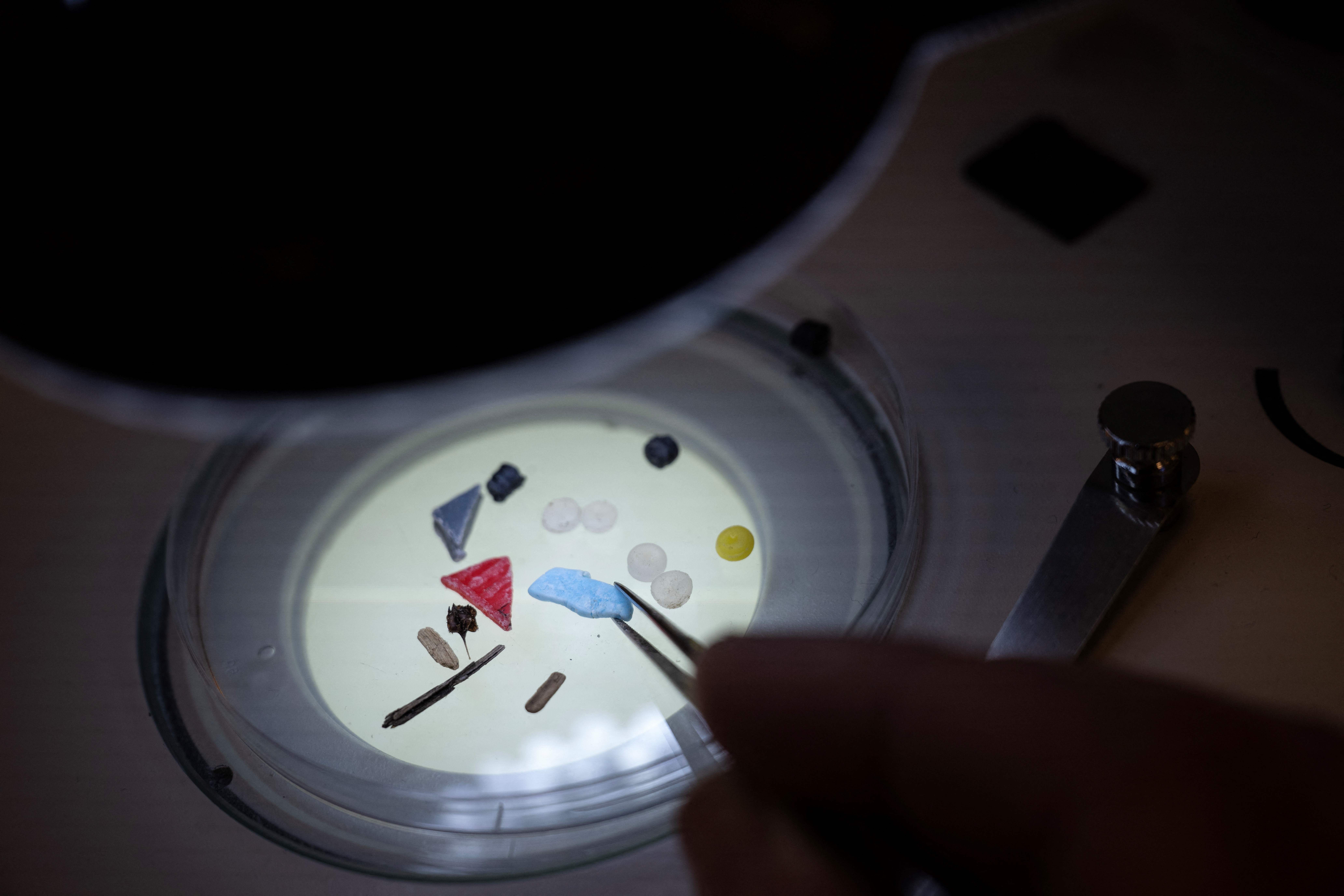 Nurdles and other microplastics examined under a microscope at the University of Plymouth