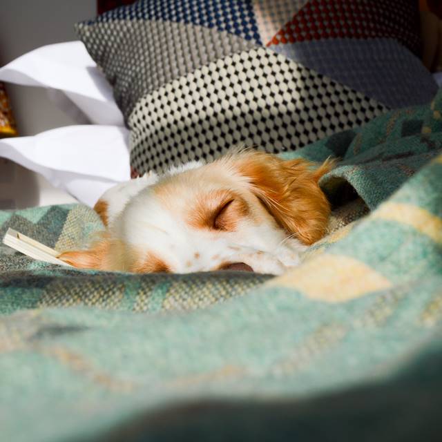 Snuggle up with your furry friends for the additional cost of £25, where your dog is provided with a ‘Woof Box’ on arrival