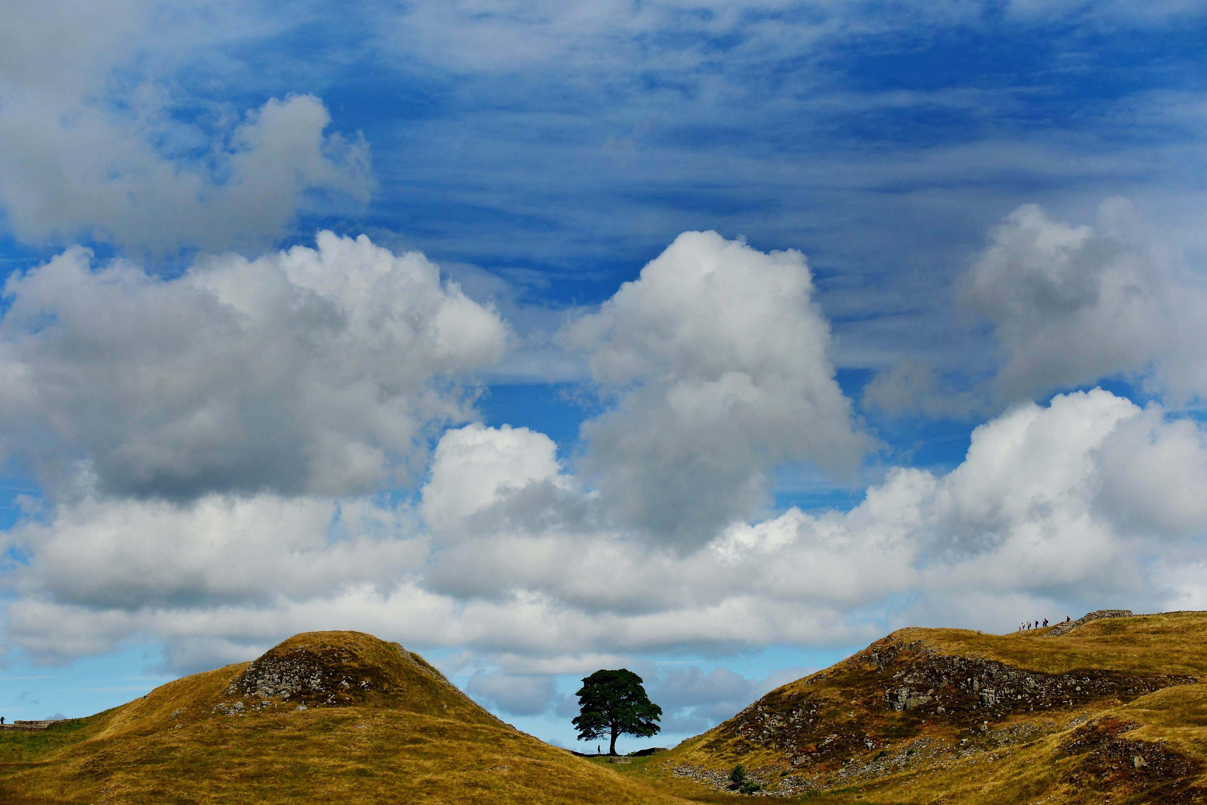 The Sycamore Gap tree once stood on Hadrian’s Wall in Northumberland (PA)
