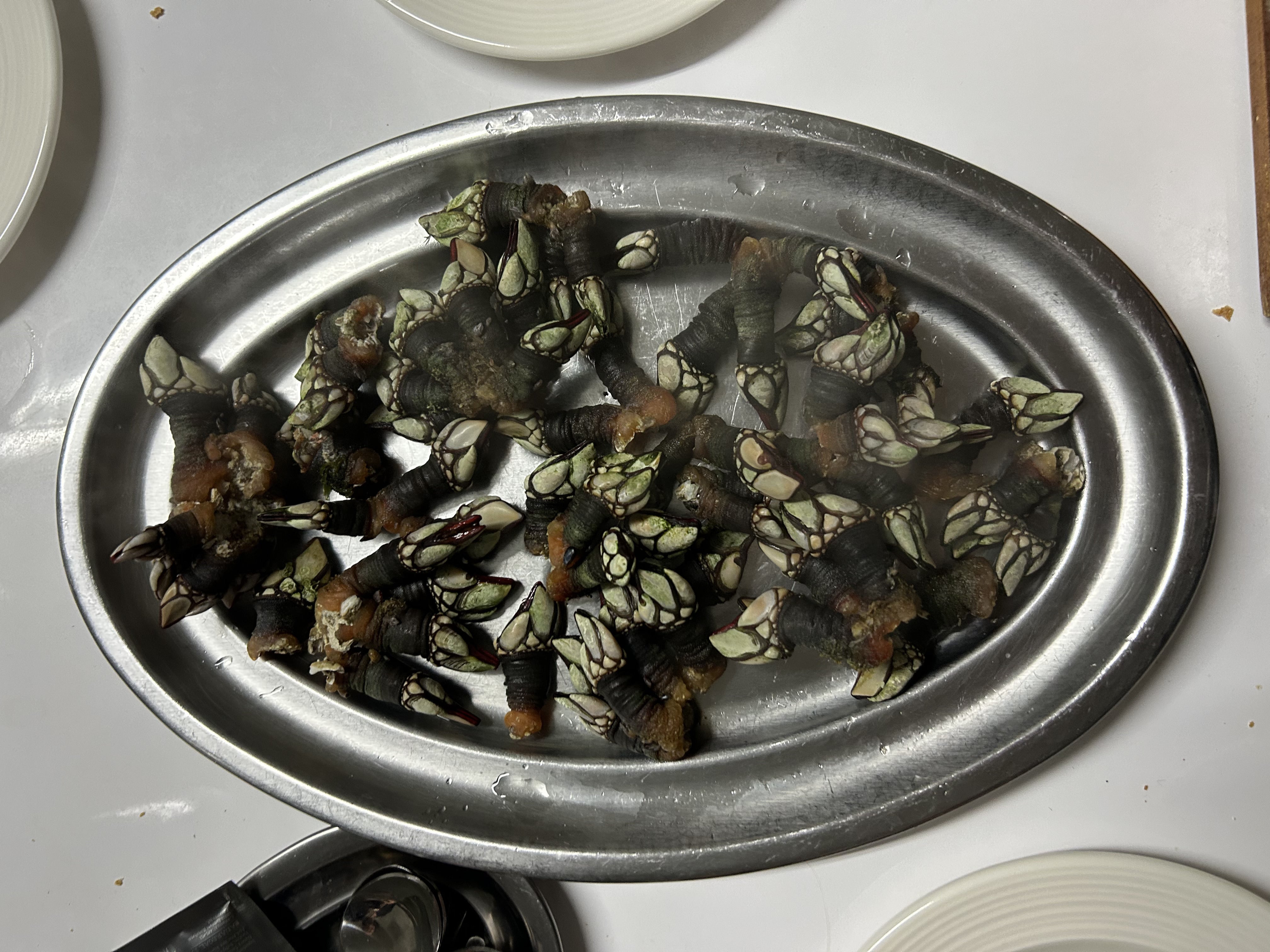 Goose barnacles offer a reward of sweet meat
