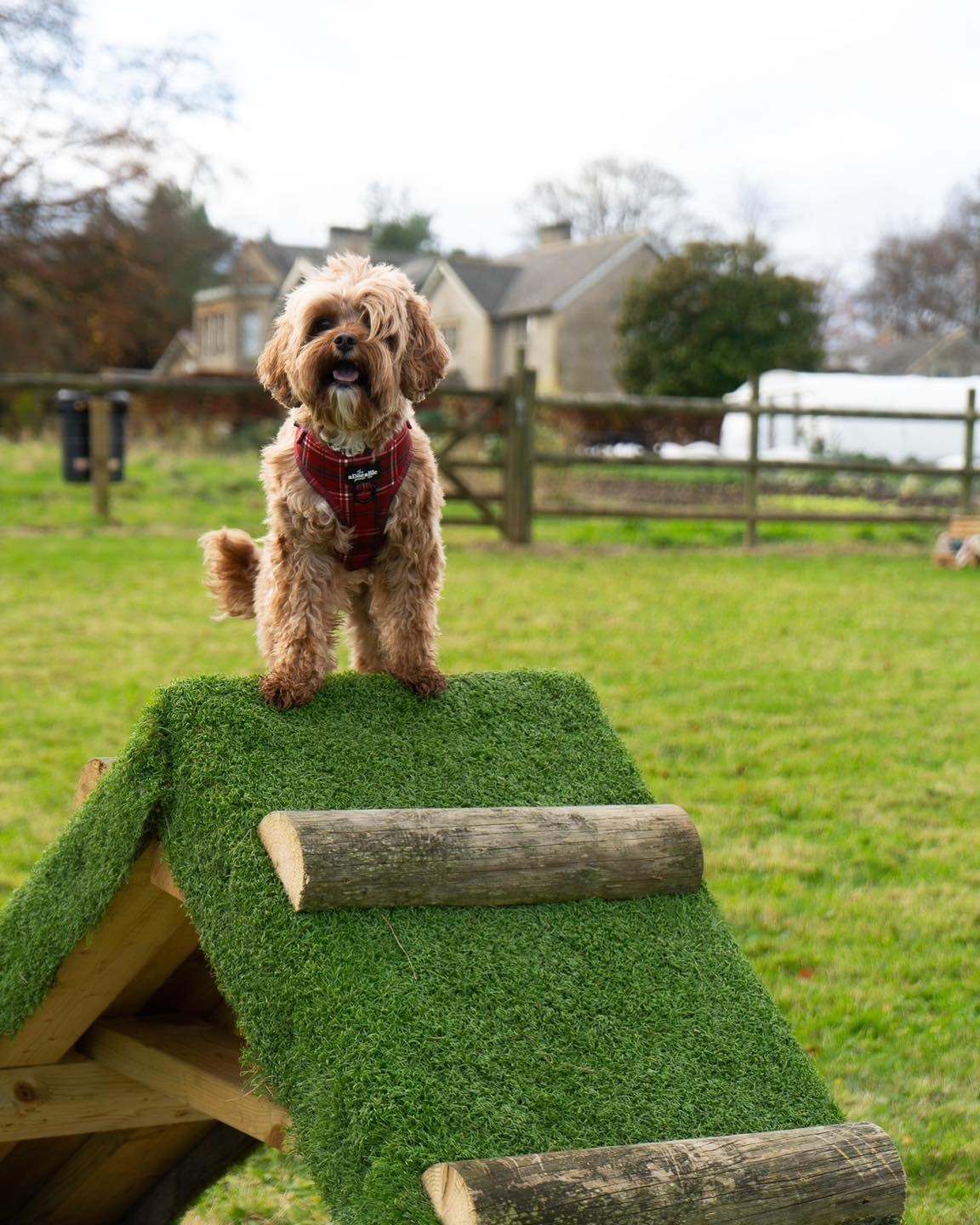Homewood’s dog ‘creche’ allows your pet to run wild while you check out the spa