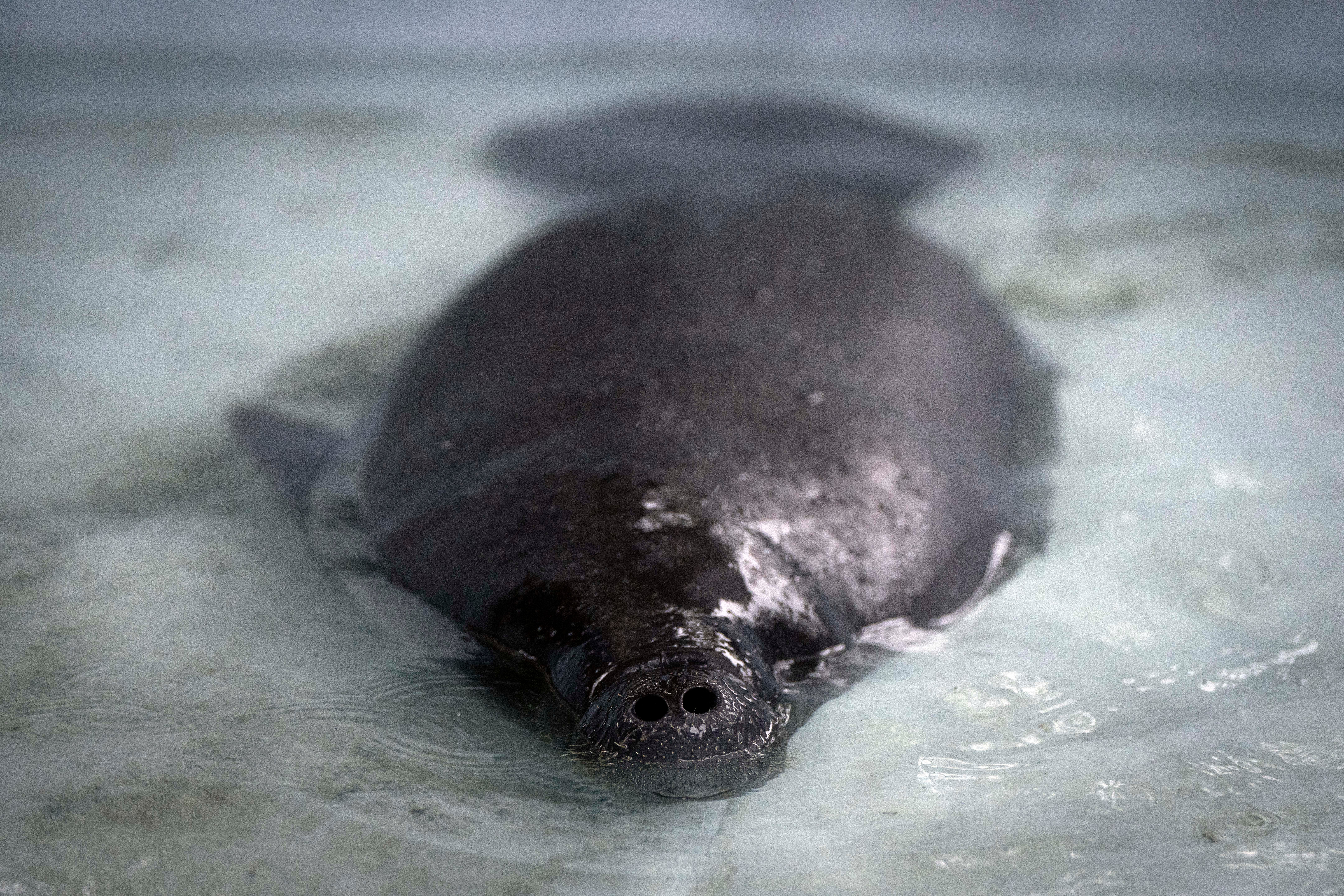 Climate Brazil Amazon Manatee
