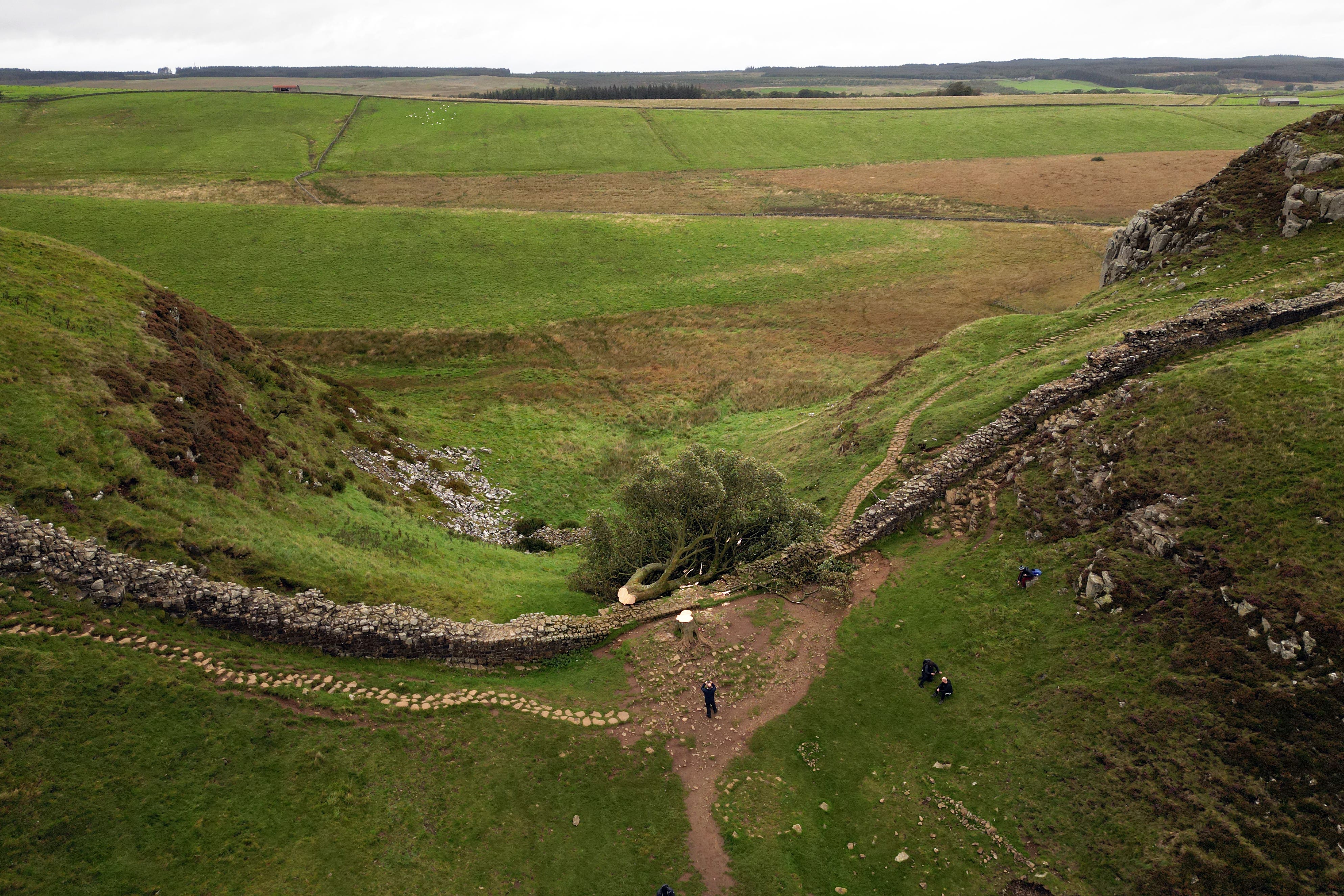 The scene of the felled Sycamore Gap tree, in September 2023