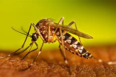 Ethical questions swarm scientists after discovery that could wipe out pesky mosquitoes