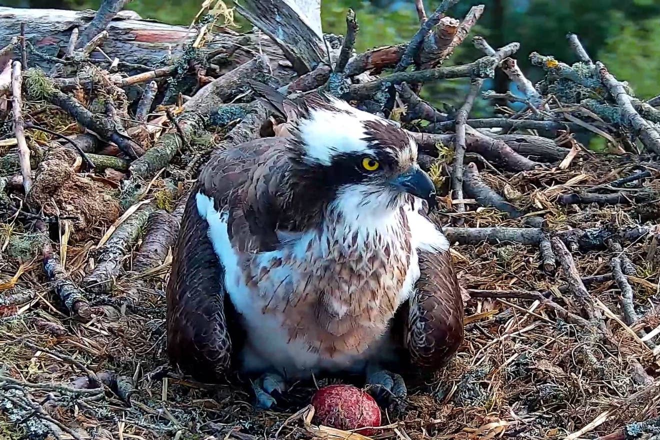 A male and female osprey pair have fought off their competitors (Scottish Wildlife Trust/PA)