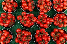 Tomato recall elevated by FDA due to heightened risk of illness and death