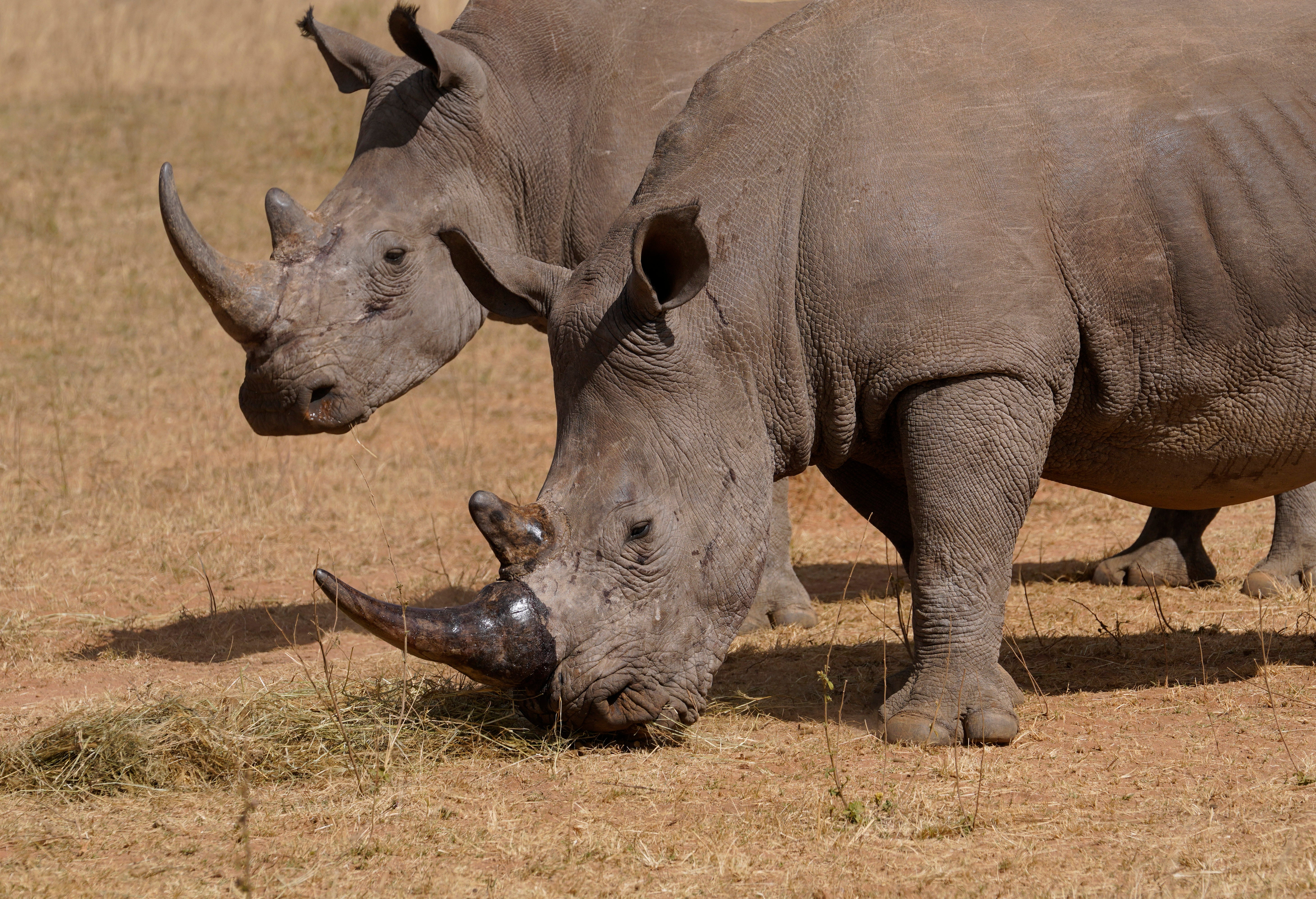South Africa Rhino Poaching