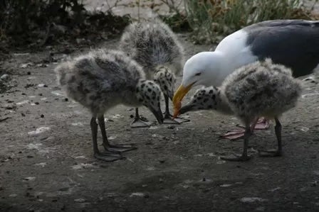 A western gull feeds her grey speckled chicks. Western gulls raise their chicks below the lighthouse each spring