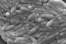 Warning as food poisoning infections reach highest level in a decade