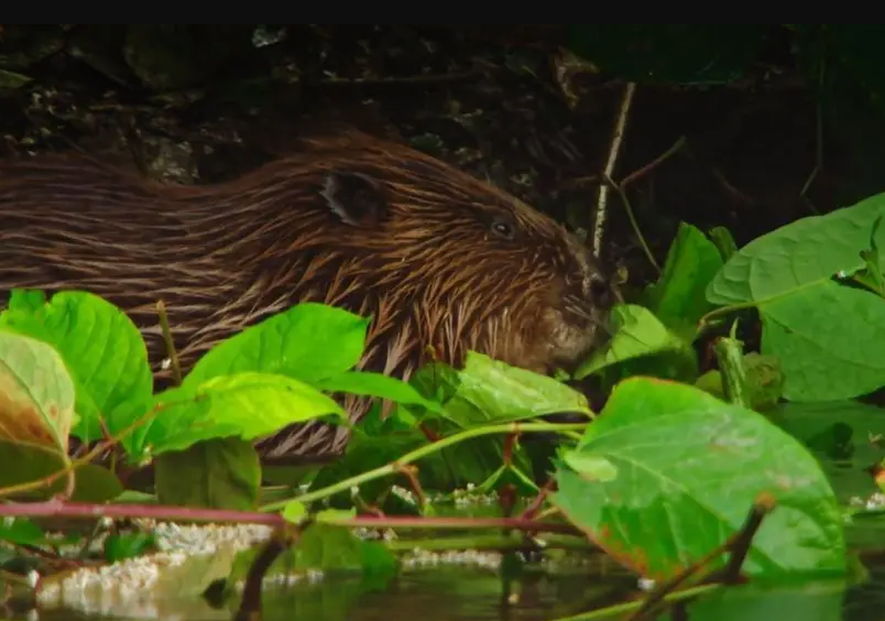 The semiaquatic rodent was previously hunted to extinction but has been reintroduced to the UK
