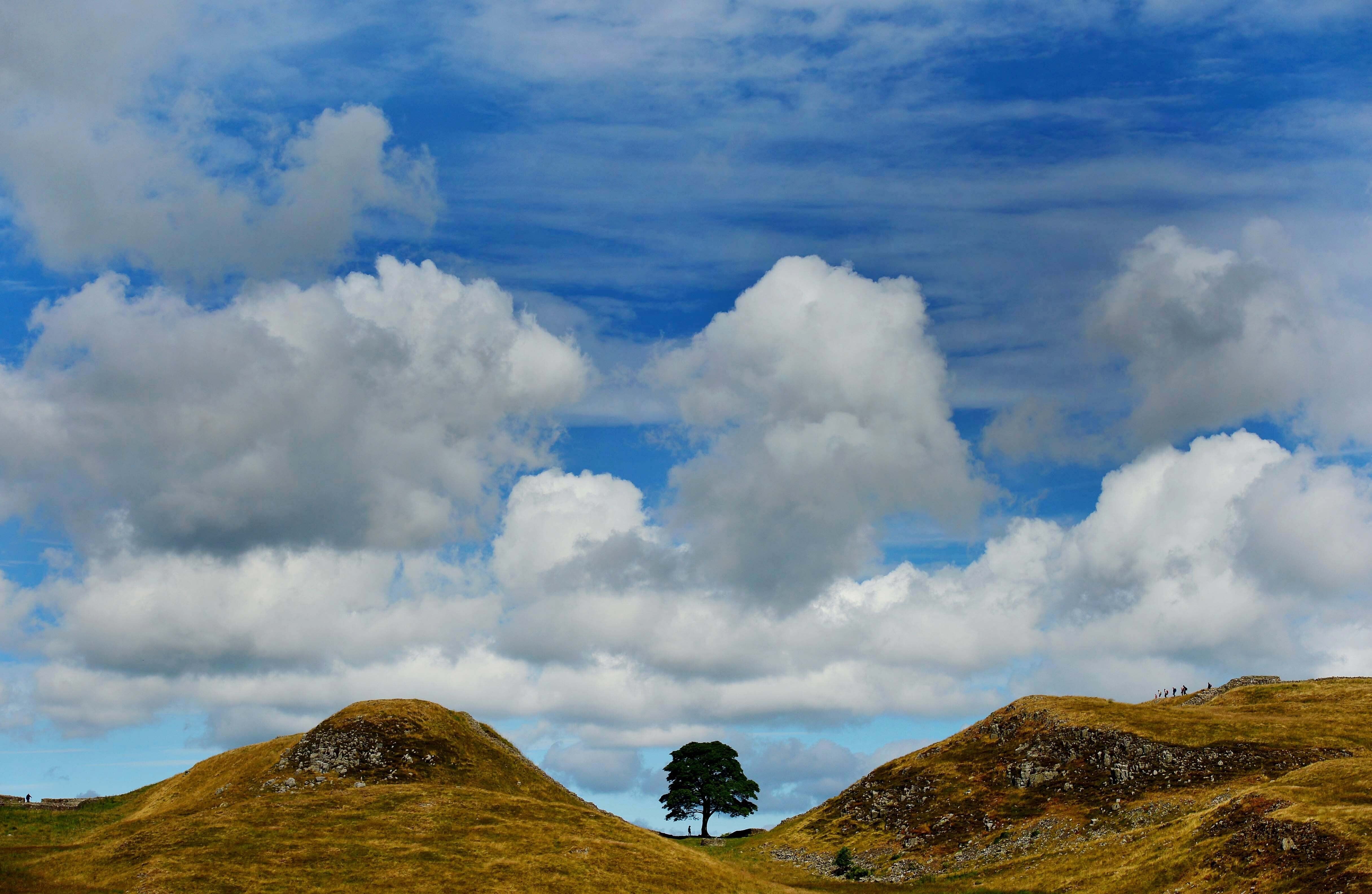 The famous tree was planted 150 years ago and became an attraction in the landscape at Northumberland National Park